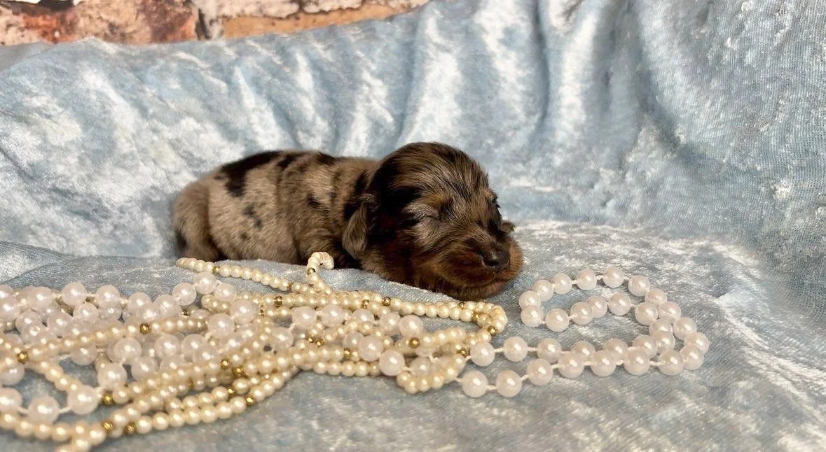 A small, sleeping puppy with a brown and black coat lying on light blue fabric surrounded by pearl necklaces.