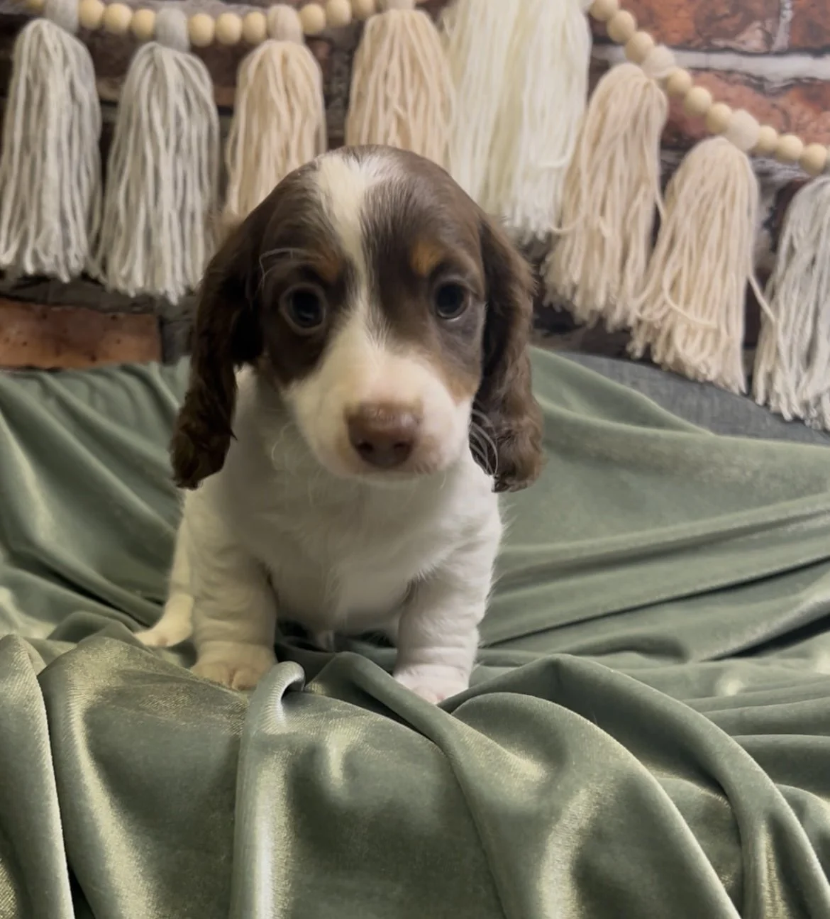 Longhair chocolate and tan piebald male miniature dachshund puppy