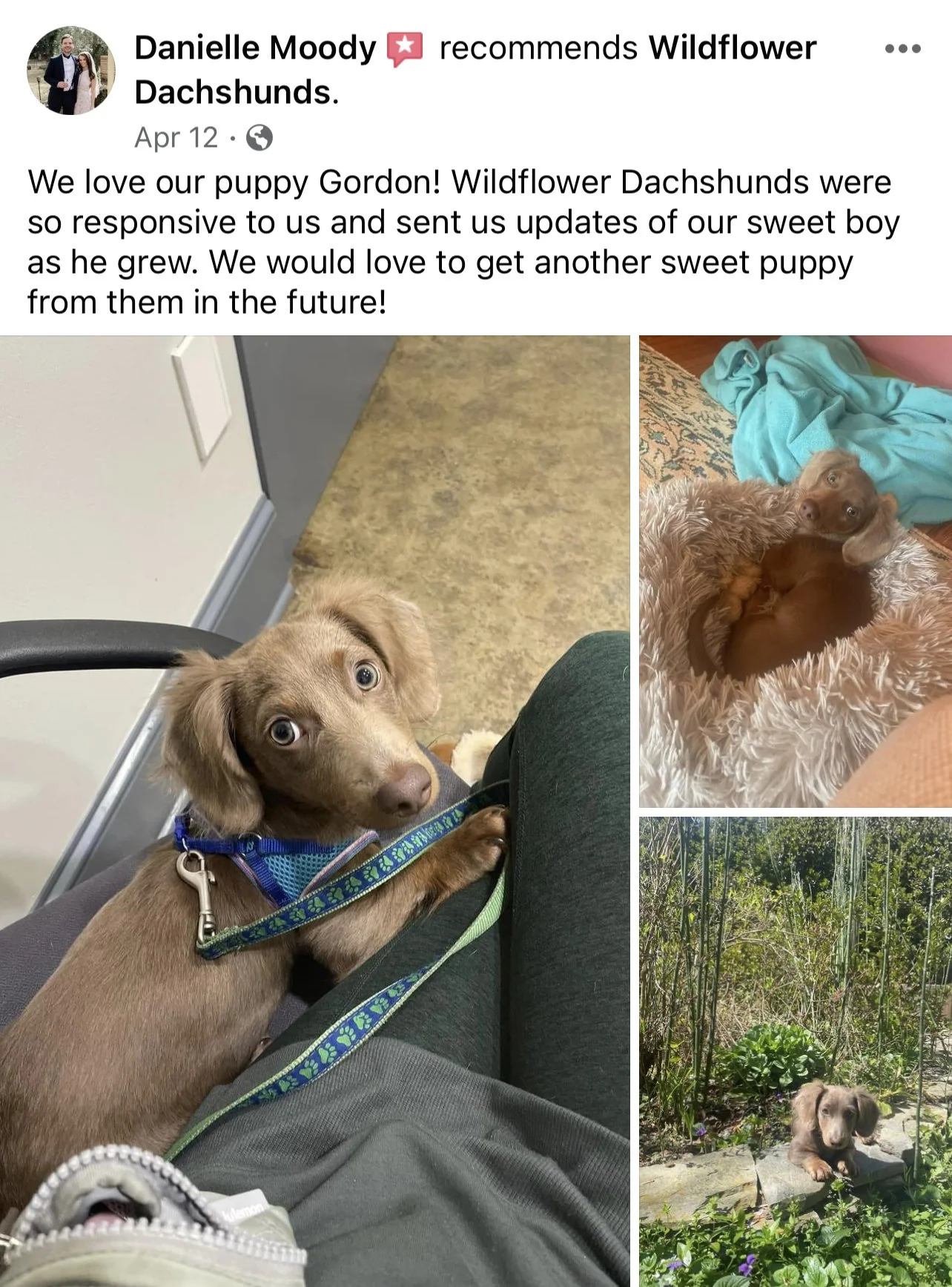 Three photos of a small brown puppy named Gordon. In the first photo, Gordon is sitting on a person's lap in a waiting room, looking up with big eyes. In the second photo, Gordon is lying in a fluffy bed, looking directly at the camera. In the third 