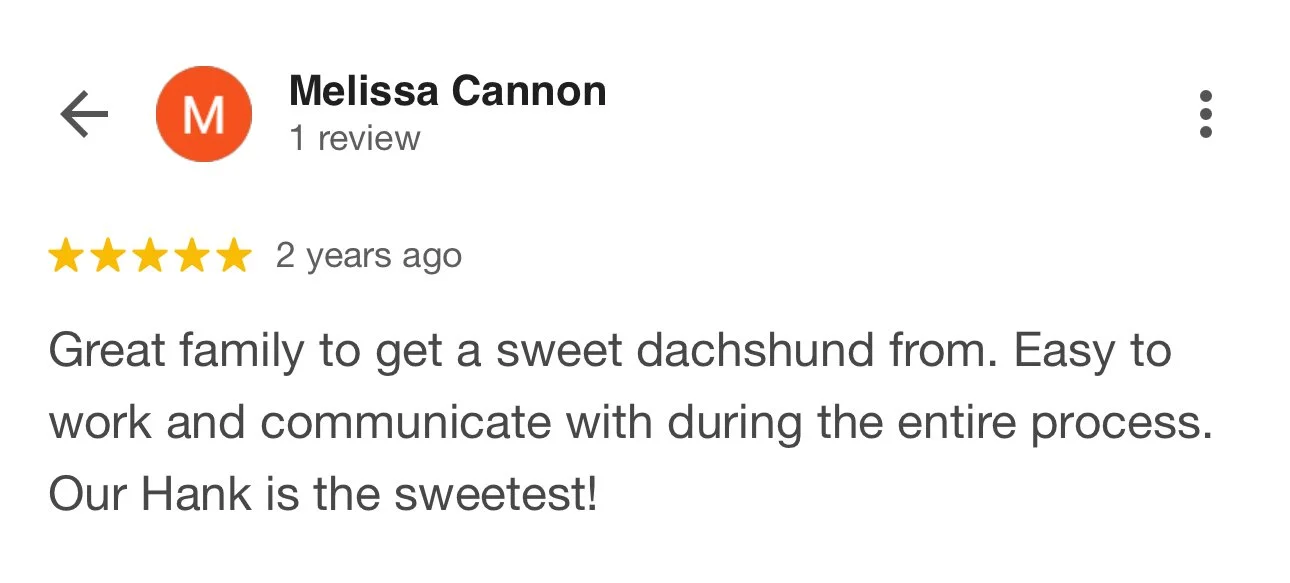 Customer review of a dachshund dog named Hank, describing the dog as sweet and easy to work with.