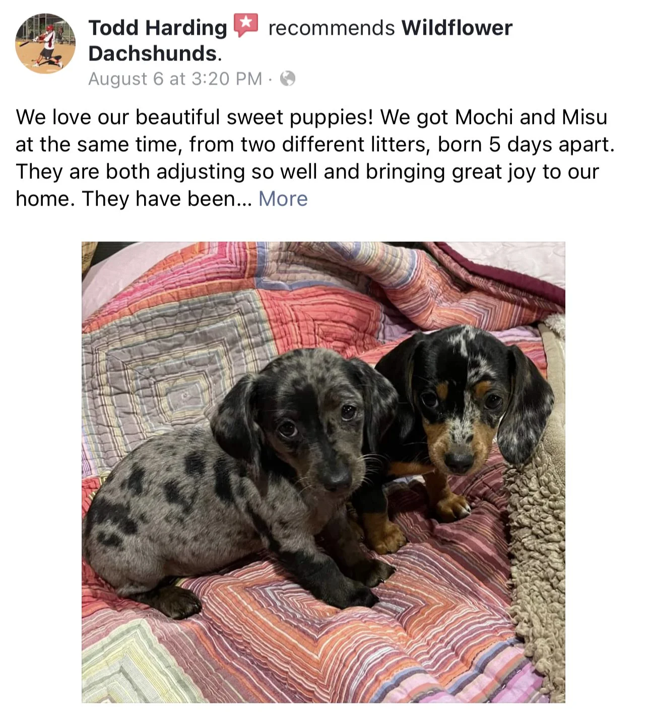 Two dorper puppies sitting on a colorful quilted blanket.