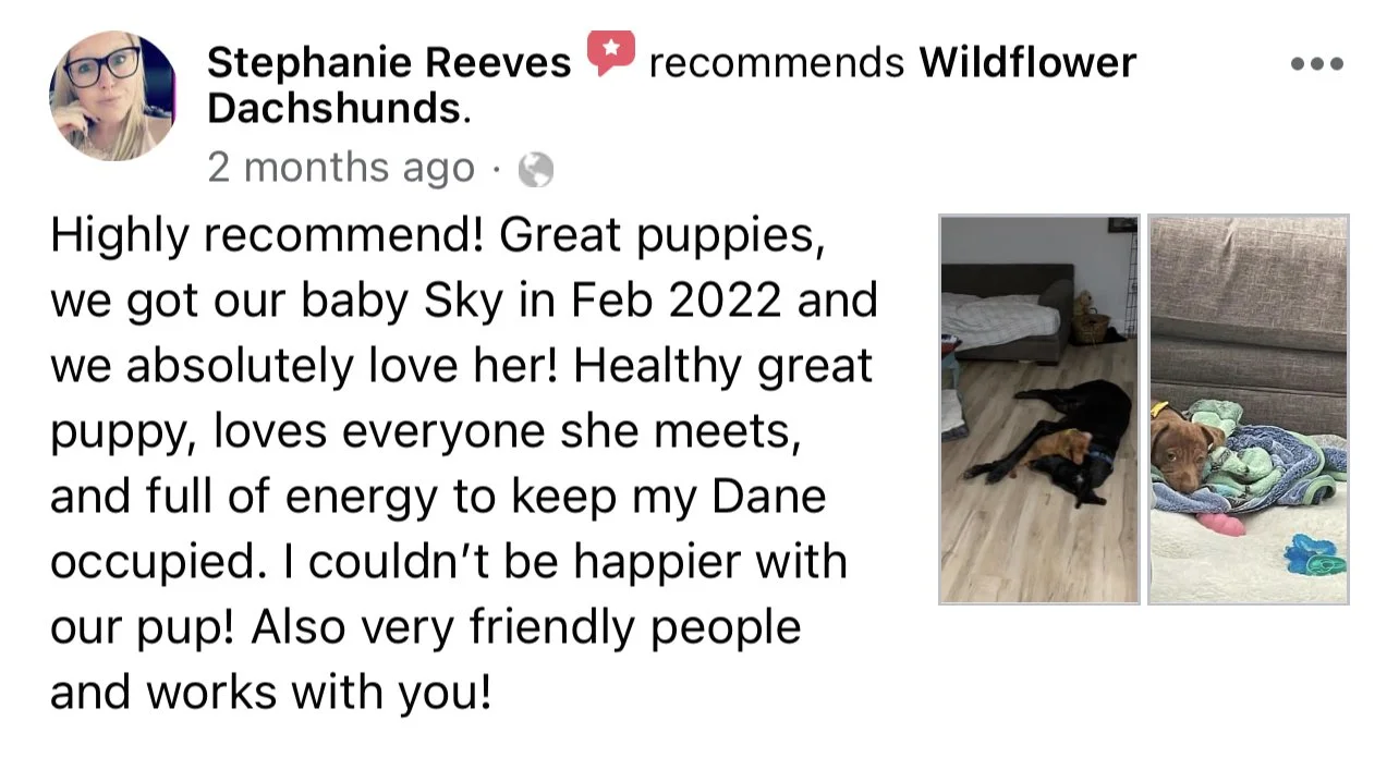 Photo of a dog lying on the floor and a puppy snuggling with blankets on a couch.