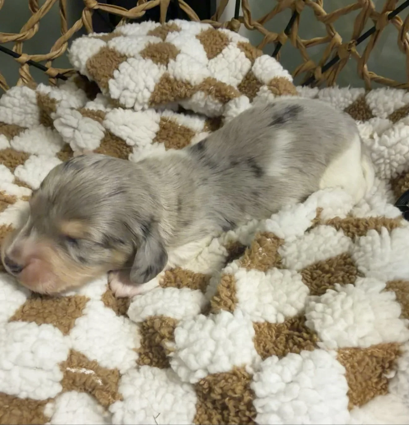 Longhair blue and cream dapple piebald miniature dachshund puppy, bred by Wildflower Dachshunds in Water Valley, Mississippi