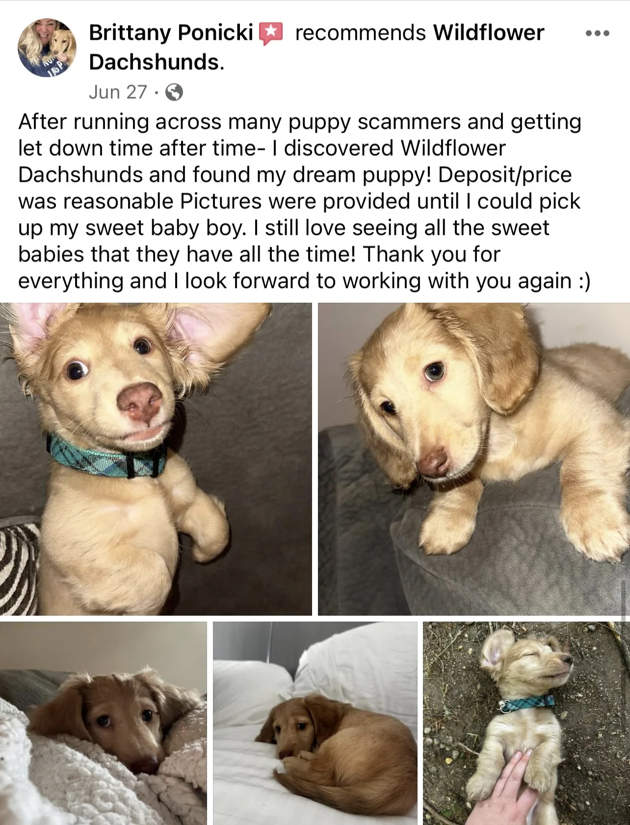 A collage of five photos of a golden retriever puppy. The puppy is seen sitting, lying on a bed, outside on dirt, and resting with eyes closed, all in a cute and relaxed pose.