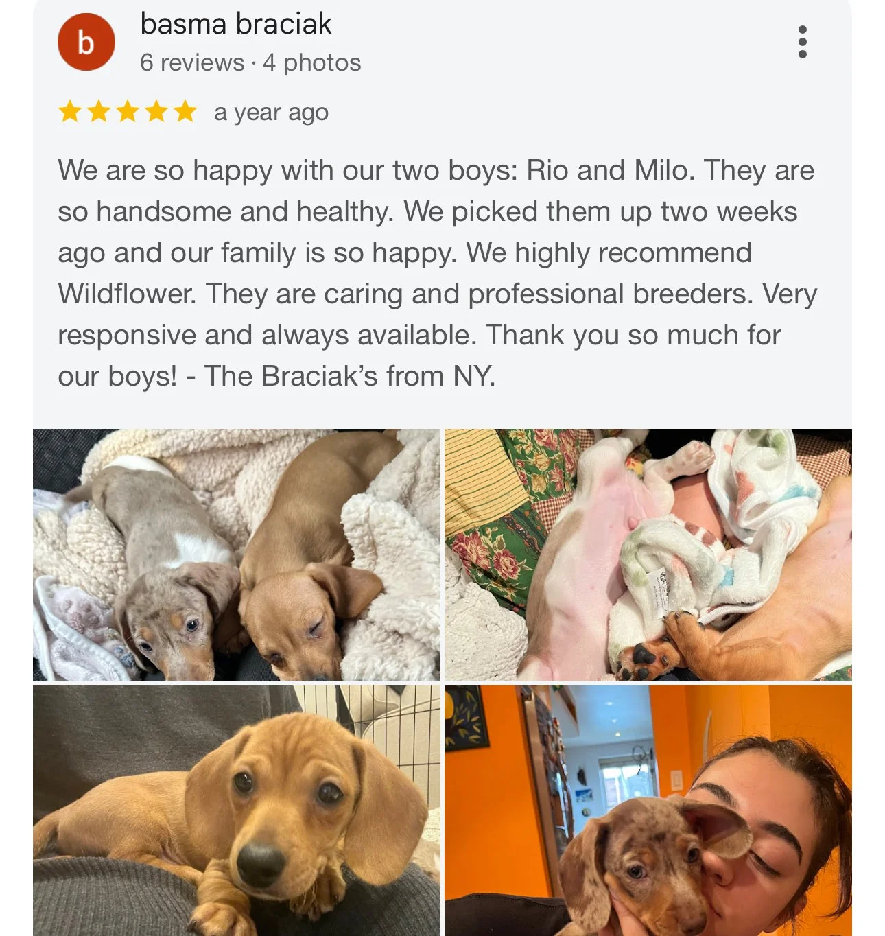 Four photos of adorable puppies and a woman with her puppy.