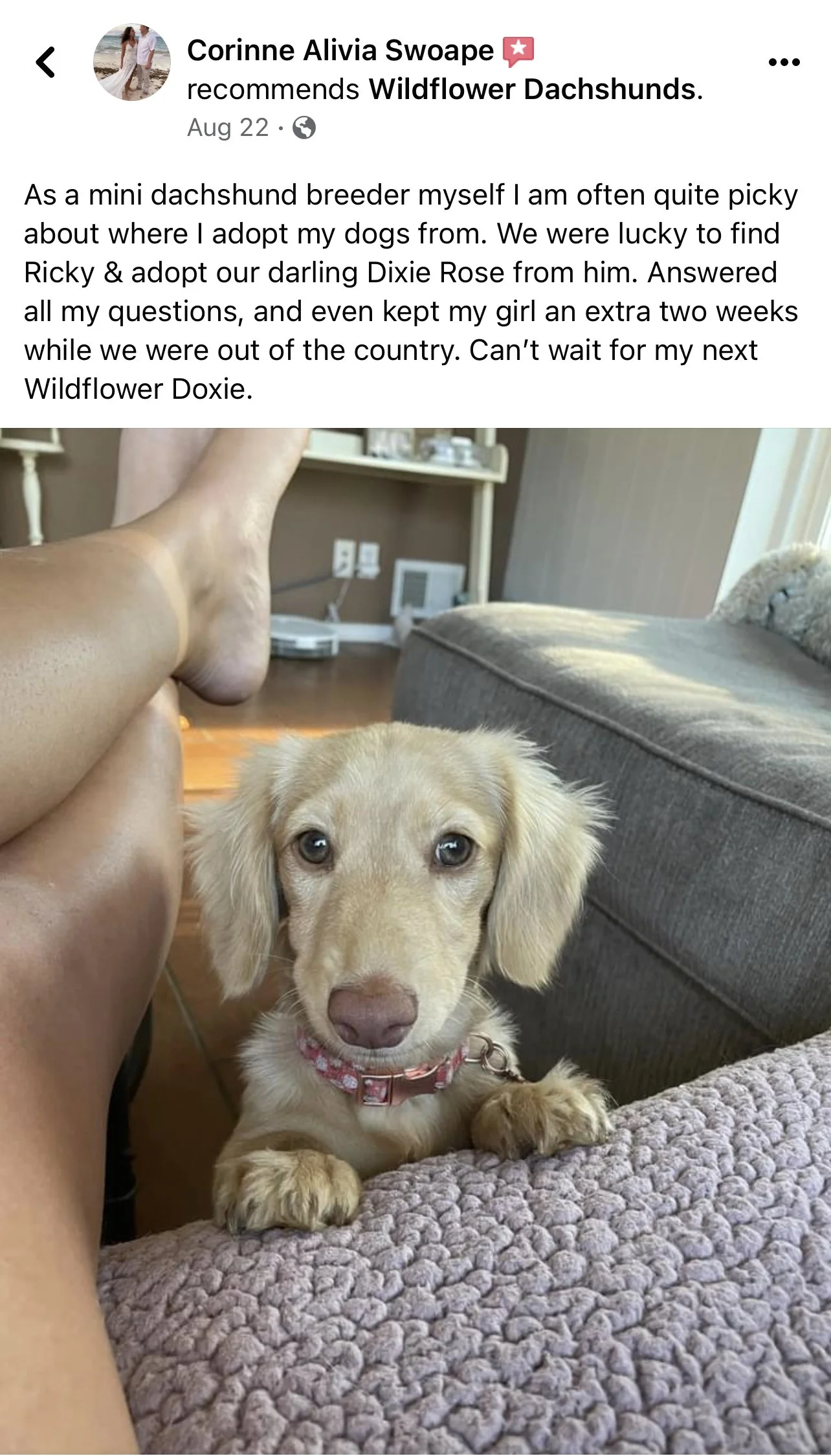A small, light brown puppy with a pink collar looking up at the camera, resting its front paws on a textured pink blanket inside a living room.
