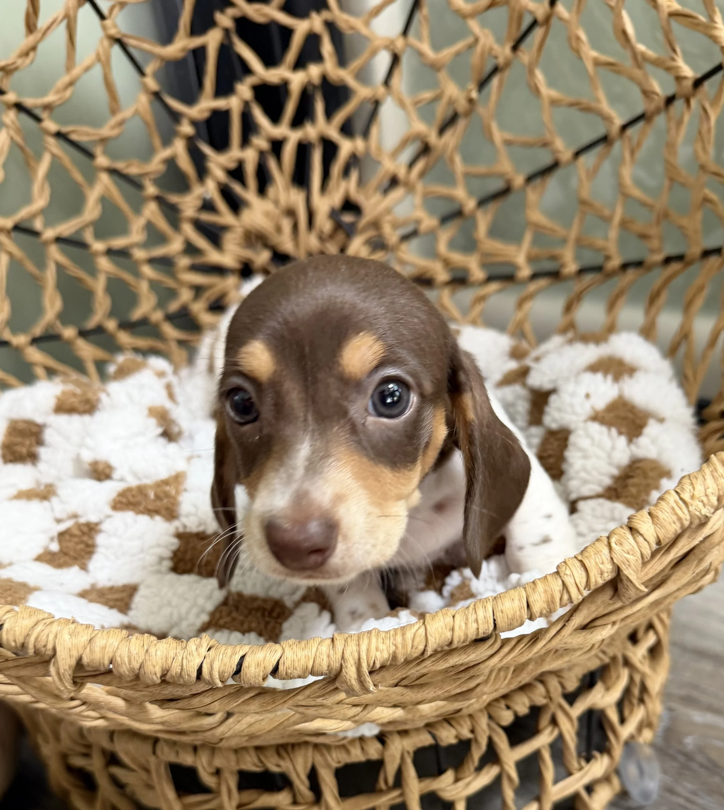 Shorthair chocolate and tan piebald miniature dachshund puppy, bred by Wildflower Dachshunds in Water Valley, Mississippi