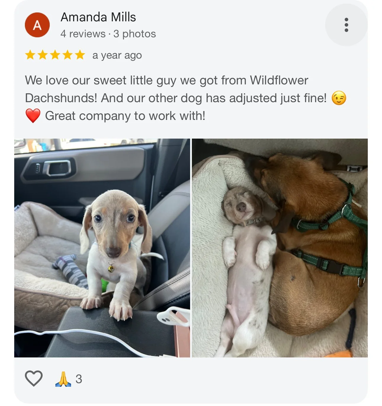 Two photos of dogs. The first photo shows a small puppy sitting in a car seat on a car's passenger seat, looking at the camera. The second photo shows a small puppy lying on its back next to a larger adult dog, both resting on a soft surface, with th