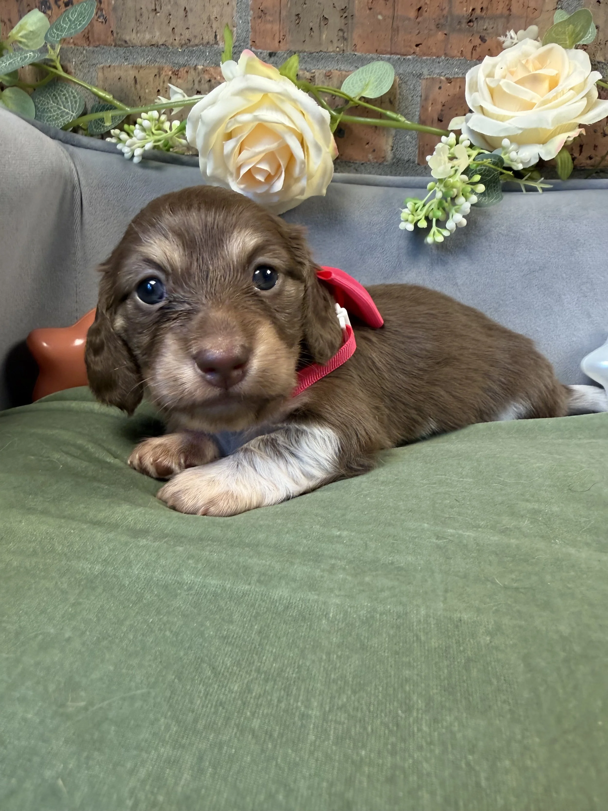 Longhair chocolate and cream piebald female miniature dachshund puppy