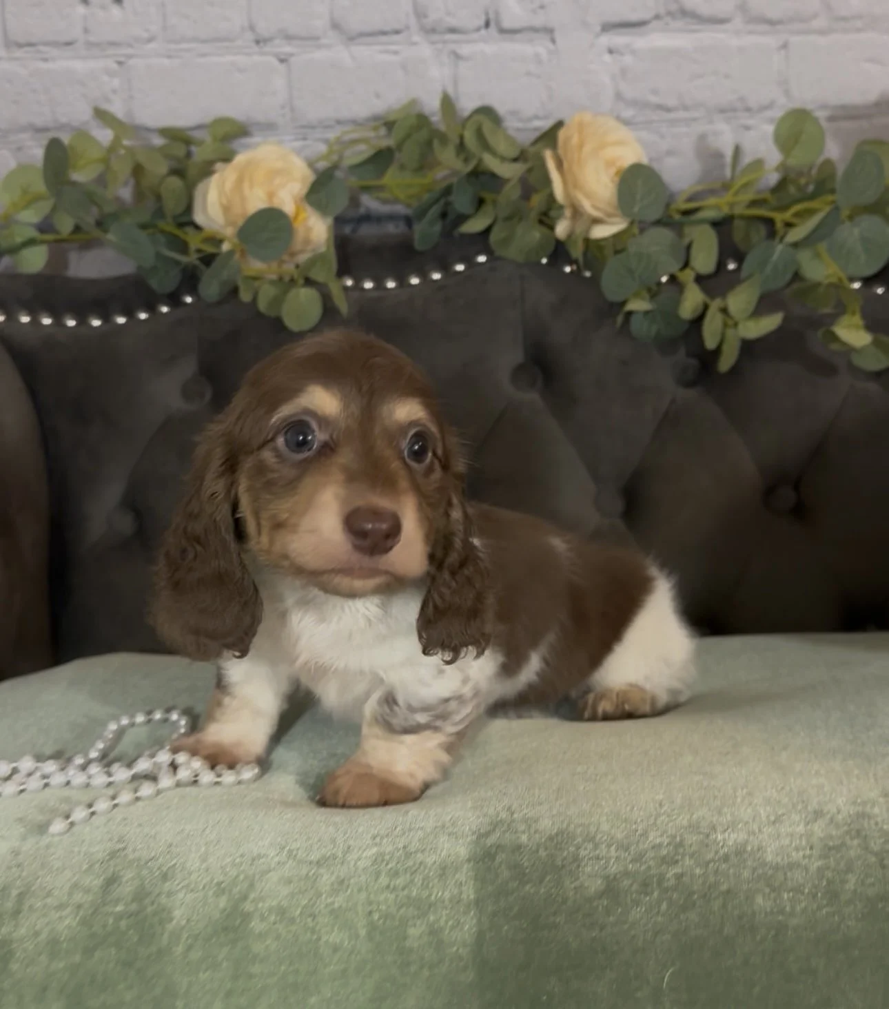 A cute brown and white puppy with long floppy ears sitting on a green cushion with a string of pearls in front of it, against a background of a gray tufted sofa decorated with white roses and green foliage.