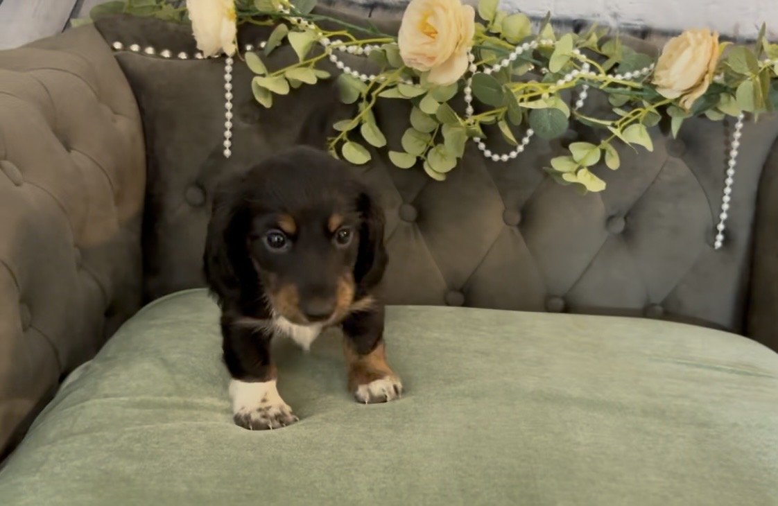 Longhair black and tan male miniature dachshund puppy