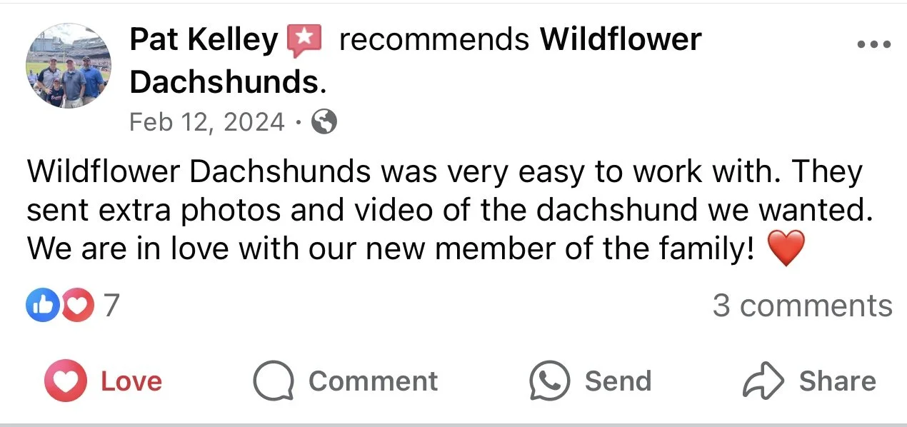 Facebook post by Pat Kelley recommending Wildflower Dachshunds, expressing satisfaction with a new dachshund puppy.