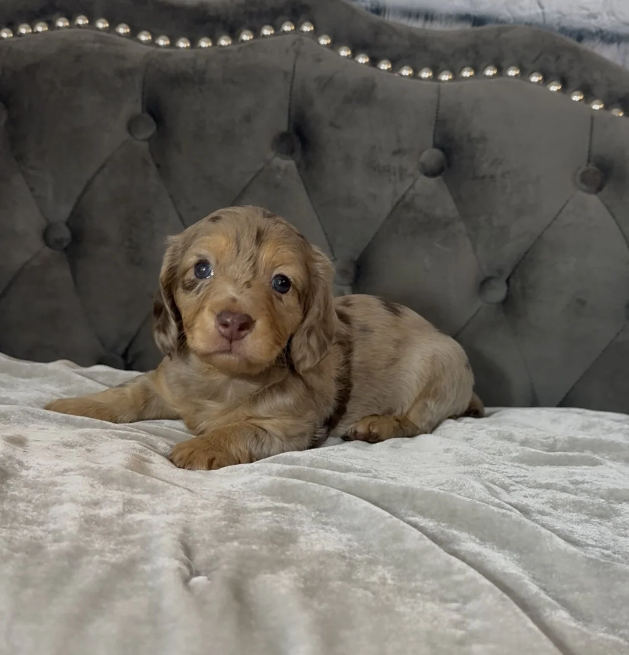 A cute brown puppy with blue eyes lying on a beige bedspread in front of a gray tufted headboard with nailhead trim.