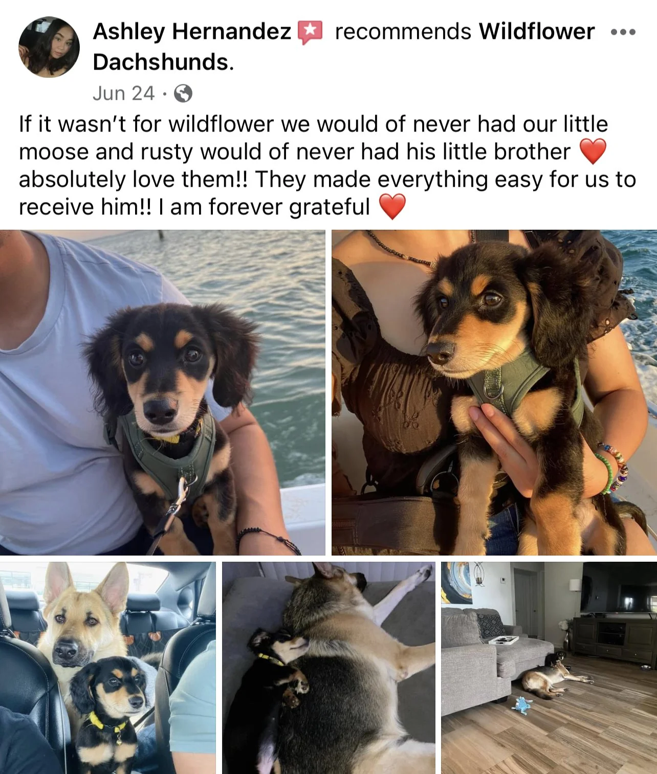 Collage of four photos showing two adorable dachshund puppies, one black and tan and the other black and yellow, with their family. The puppies are seen being held outdoors on a boat, lying on a sofa, and sitting inside a car. The photos also depict 