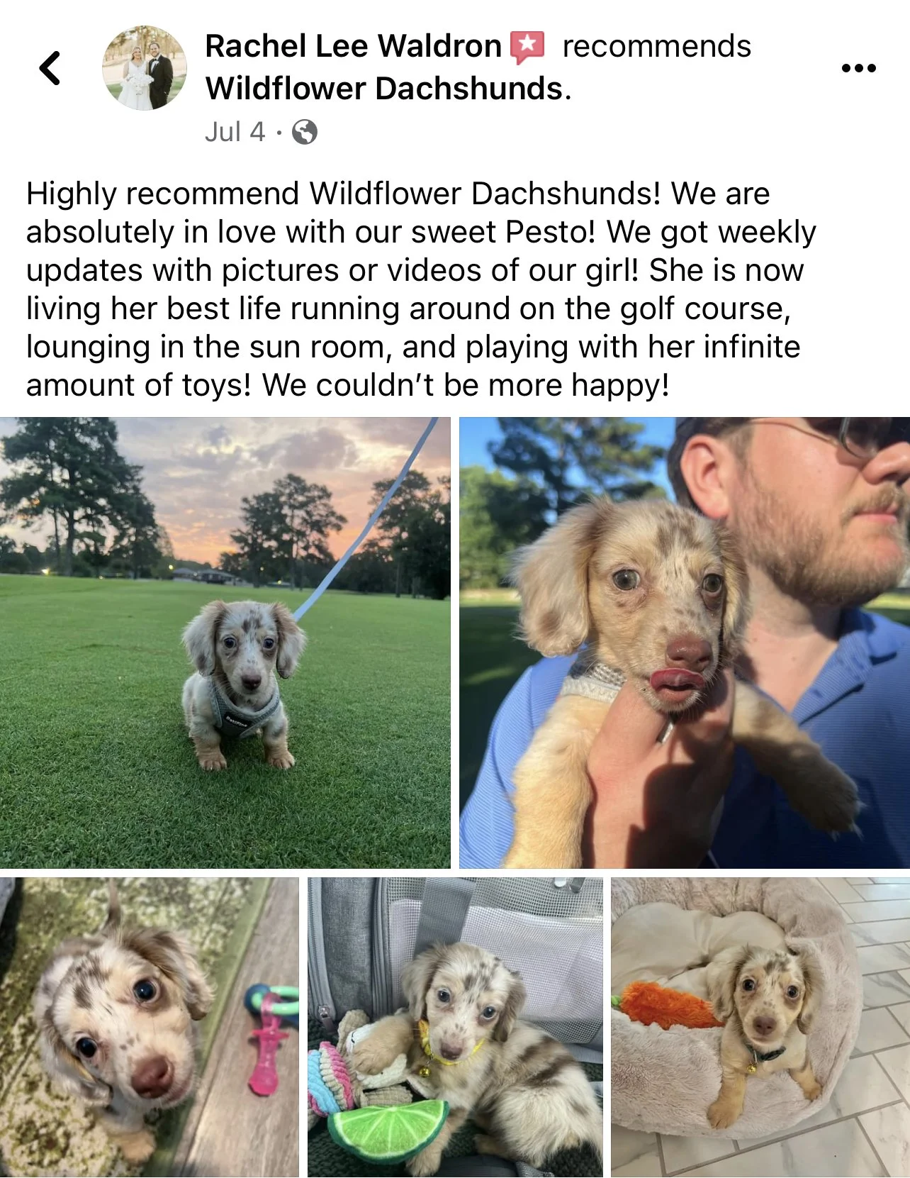 A collage of five photos of a young dachshund puppy with a merle coat pattern. The puppy is shown outdoors on a golf course at sunset, being held by a man outdoors, and indoors sitting and lying in a cozy bed with toys, a bone, and a lime.
