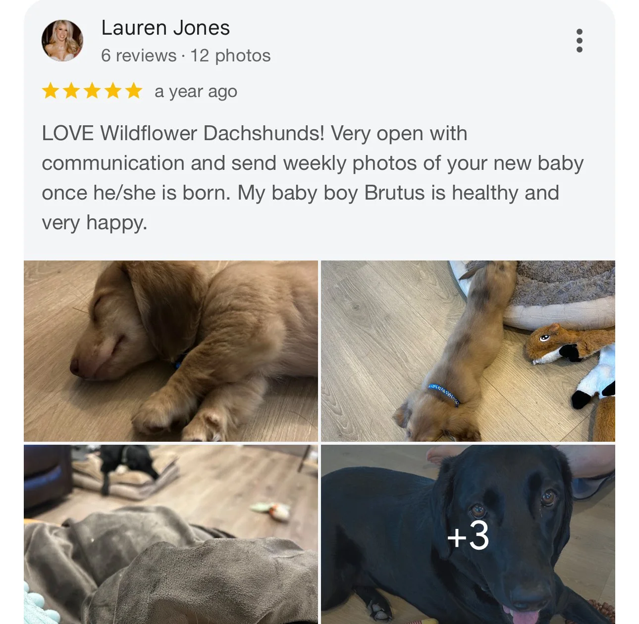 Photos of a sleeping golden retriever puppy, a puppy stretching on the floor with a toy, a dog lying on a couch, and a close-up of a black Labrador retriever.