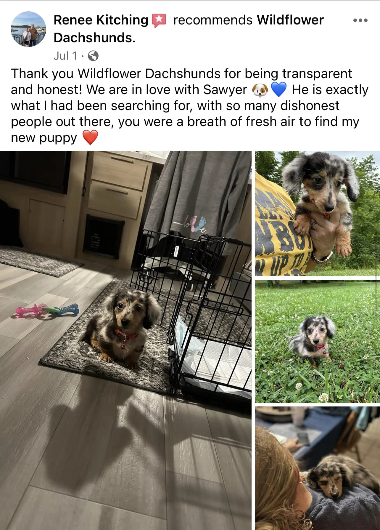 A collage of four images featuring a small, adorable, black and tan Dachshund puppy with floppy ears, brown eyes, and a red collar.