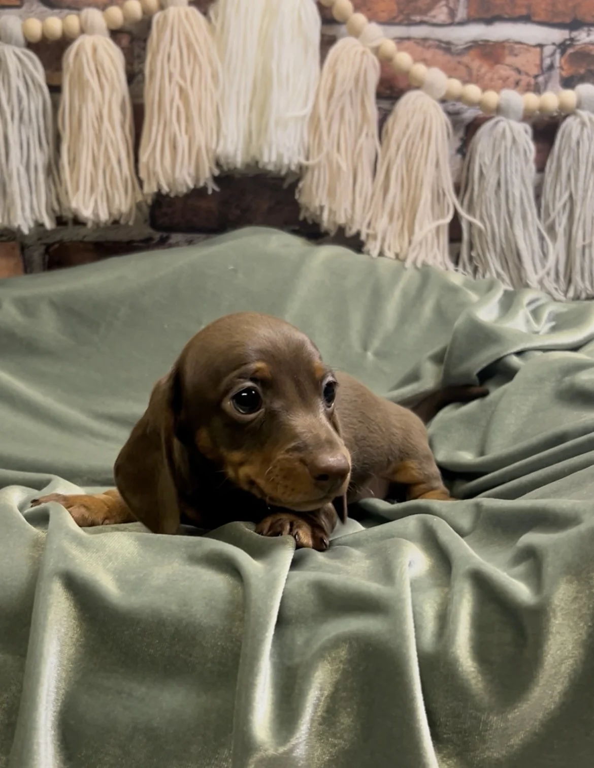 Shorthair chocolate and tan male miniature dachshund puppy