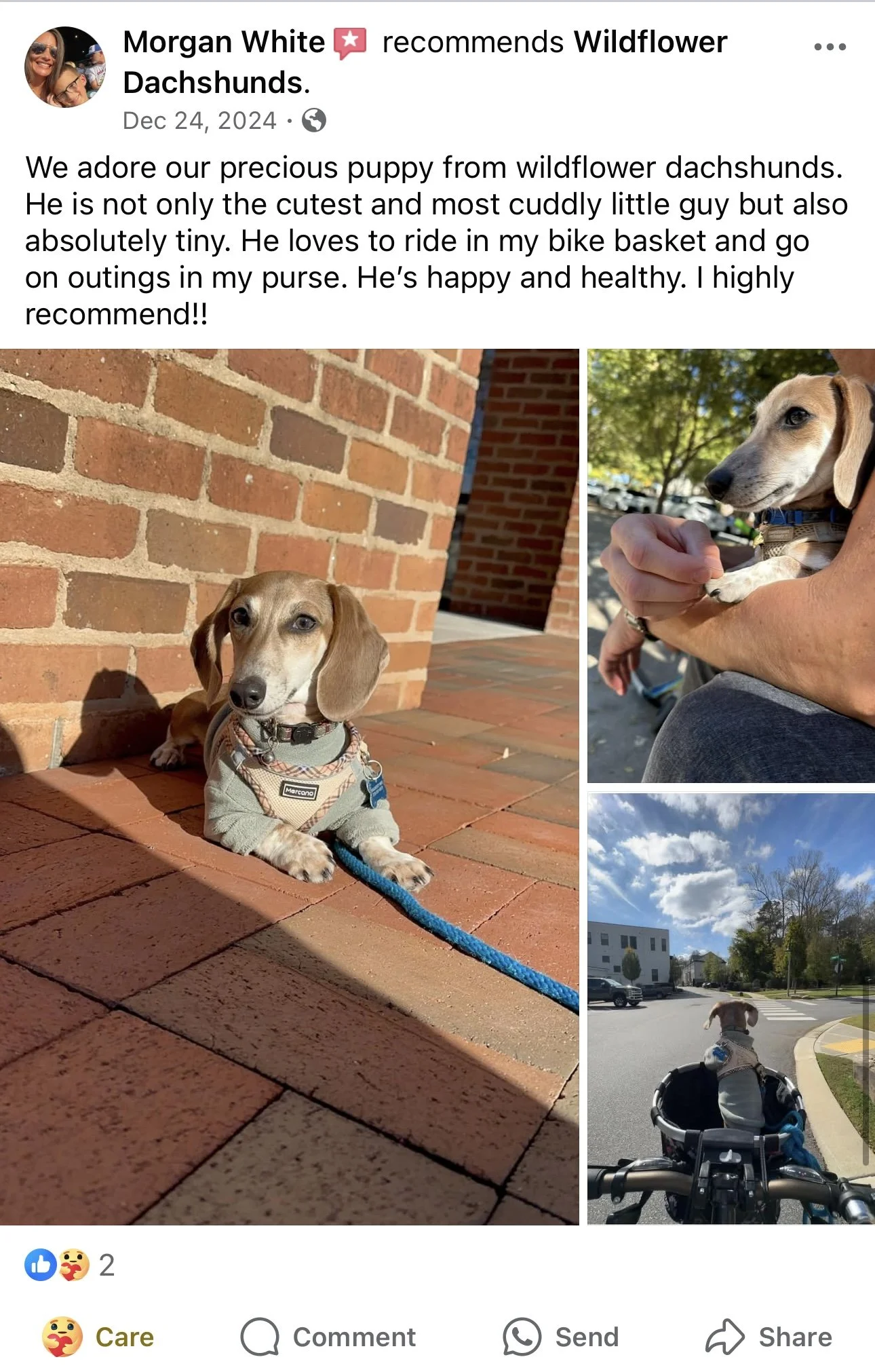 Three photos of a small, tan, long-eared dachshund puppy with a blue leash, sitting outside on brick pavement in sunlight, being held by a person, and riding in a bike basket at a park.