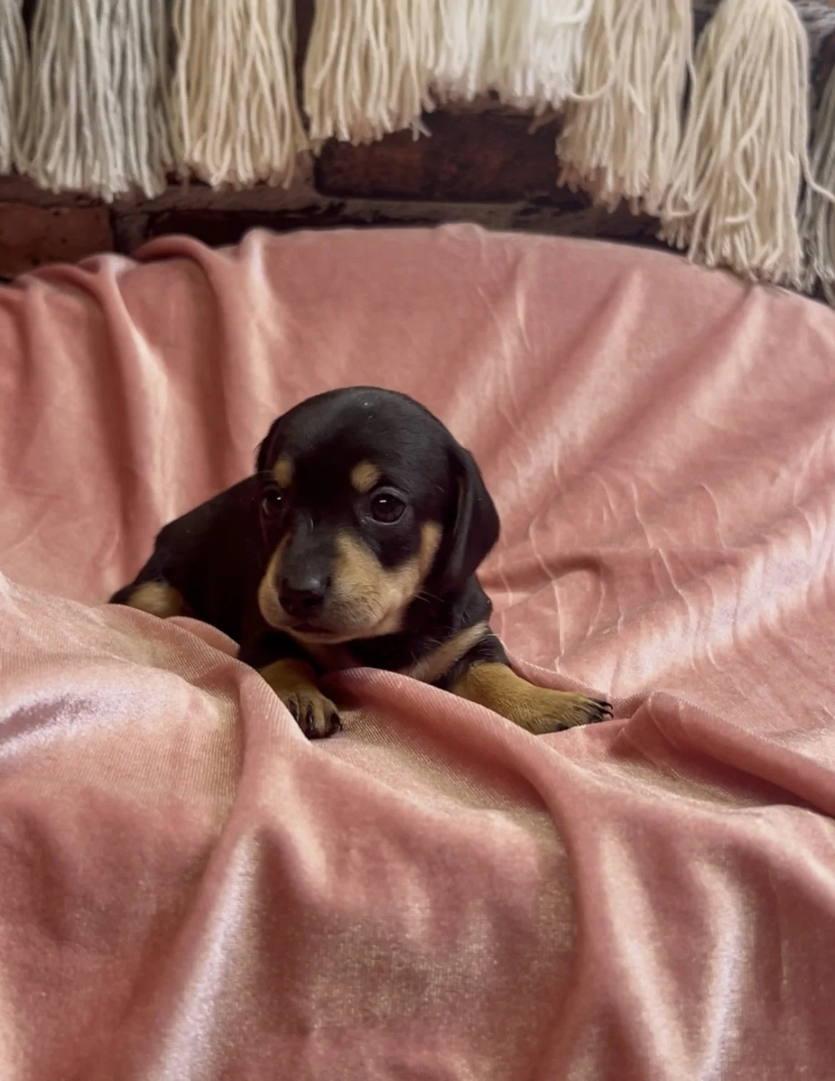 Shorthair black and tan female miniature dachshund puppy