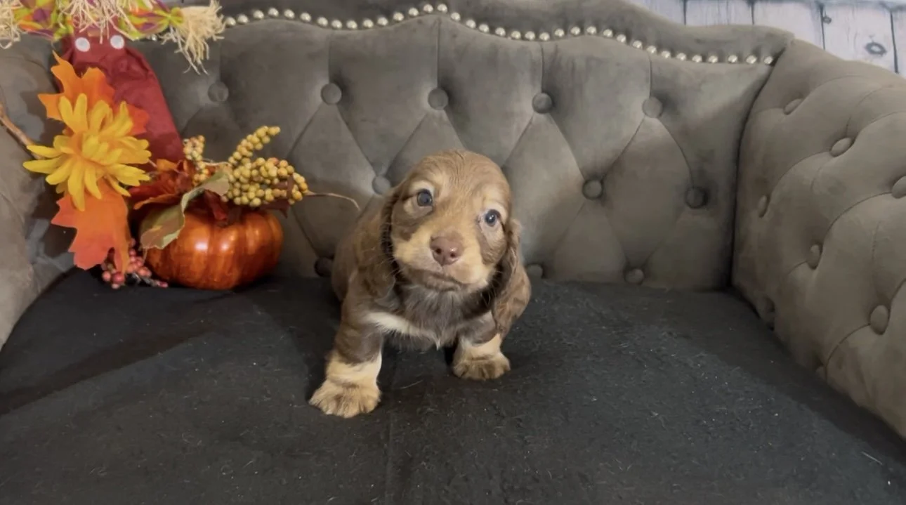 A small brown puppy with floppy ears and blue eyes sitting on a black surface, with a decorative fall-themed arrangement of artificial leaves, berries, and a pumpkin in the background, on a tufted gray couch.