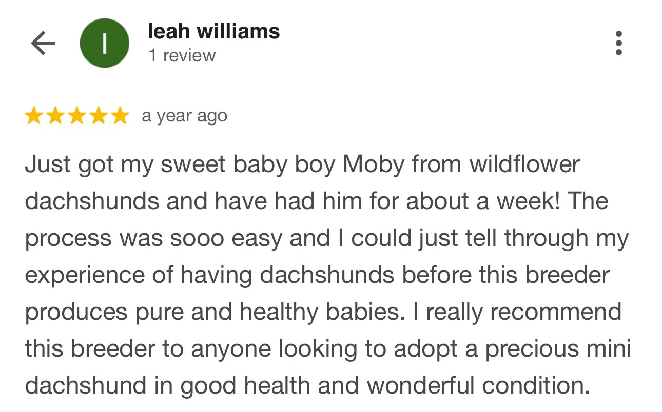 Review of a breeder of mini dachshunds, describing the experience with a puppy named Moby.