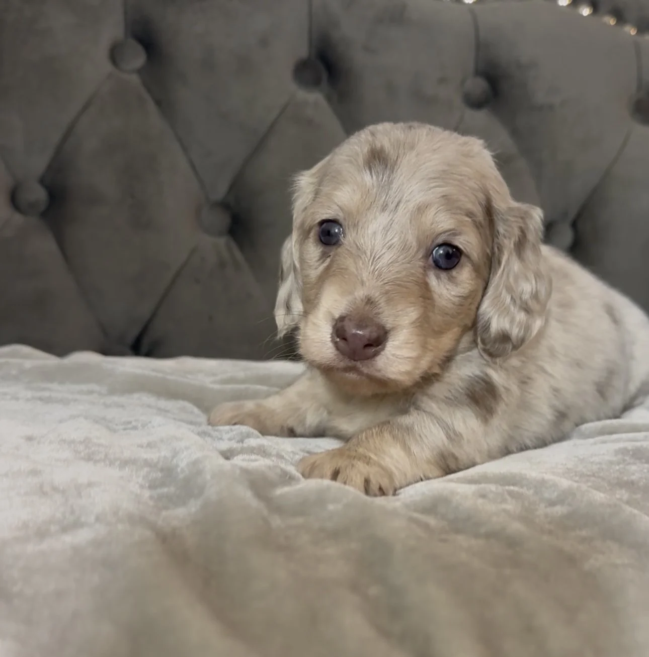 A cute puppy lying on a soft, velvet-looking beige blanket with a tufted gray headboard in the background.