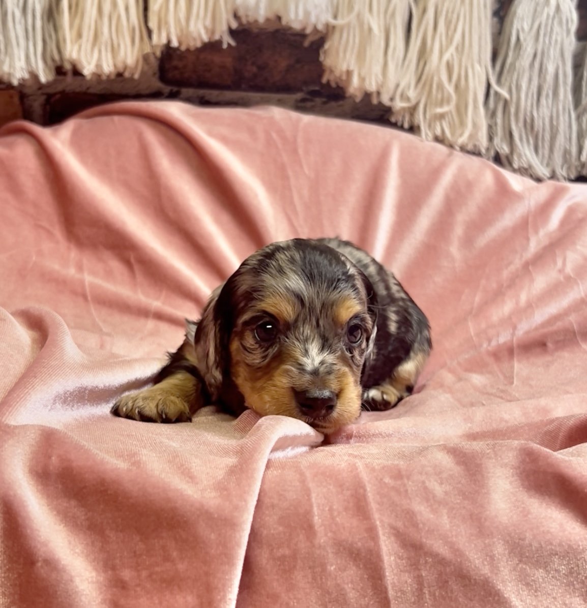 Longhair black and tan dapple female miniature dachshund puppy