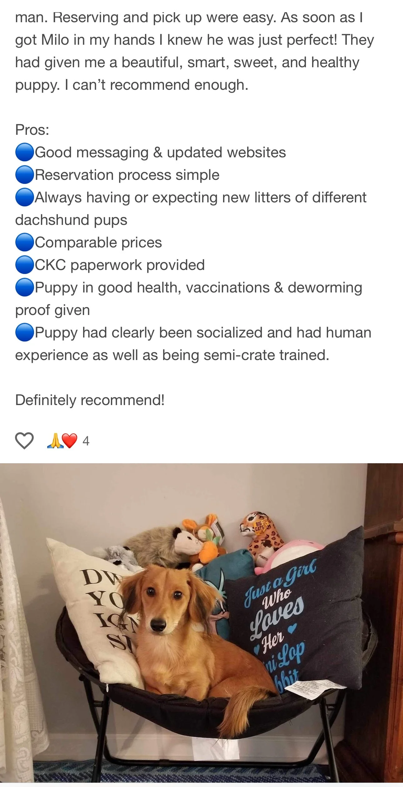 A cute tan puppy with floppy ears sitting on a black chair surrounded by plush toys and pillows, including a white pillow with black text and a black pillow with blue and white text.