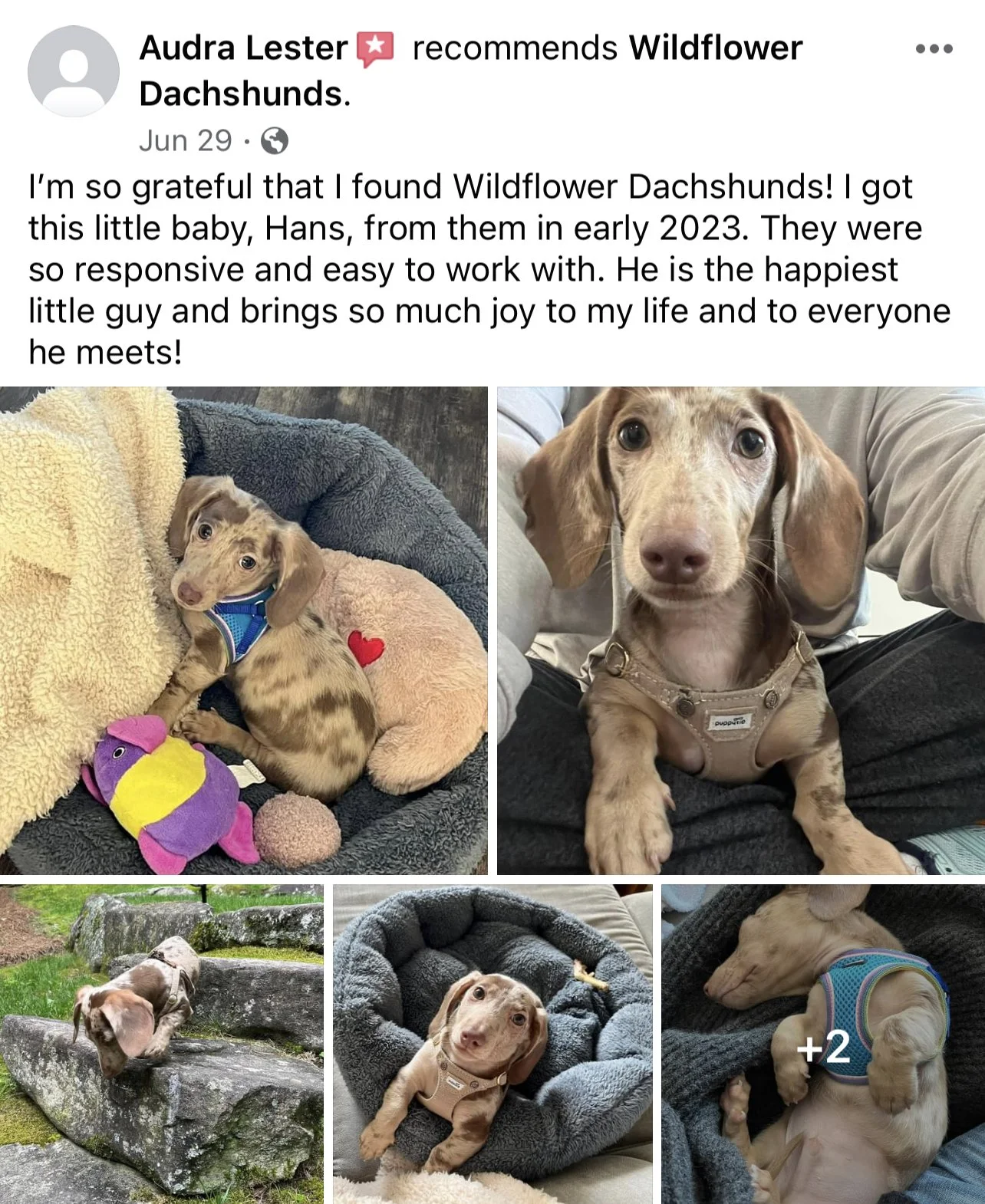 Collage of multiple photos featuring a young Dachshund puppy named Hans. The puppy is shown resting on plush toys, sitting on a person's lap, exploring outdoors on rocks, and in a cozy dog bed. The puppy has a tan coat with darker spots and wears a h