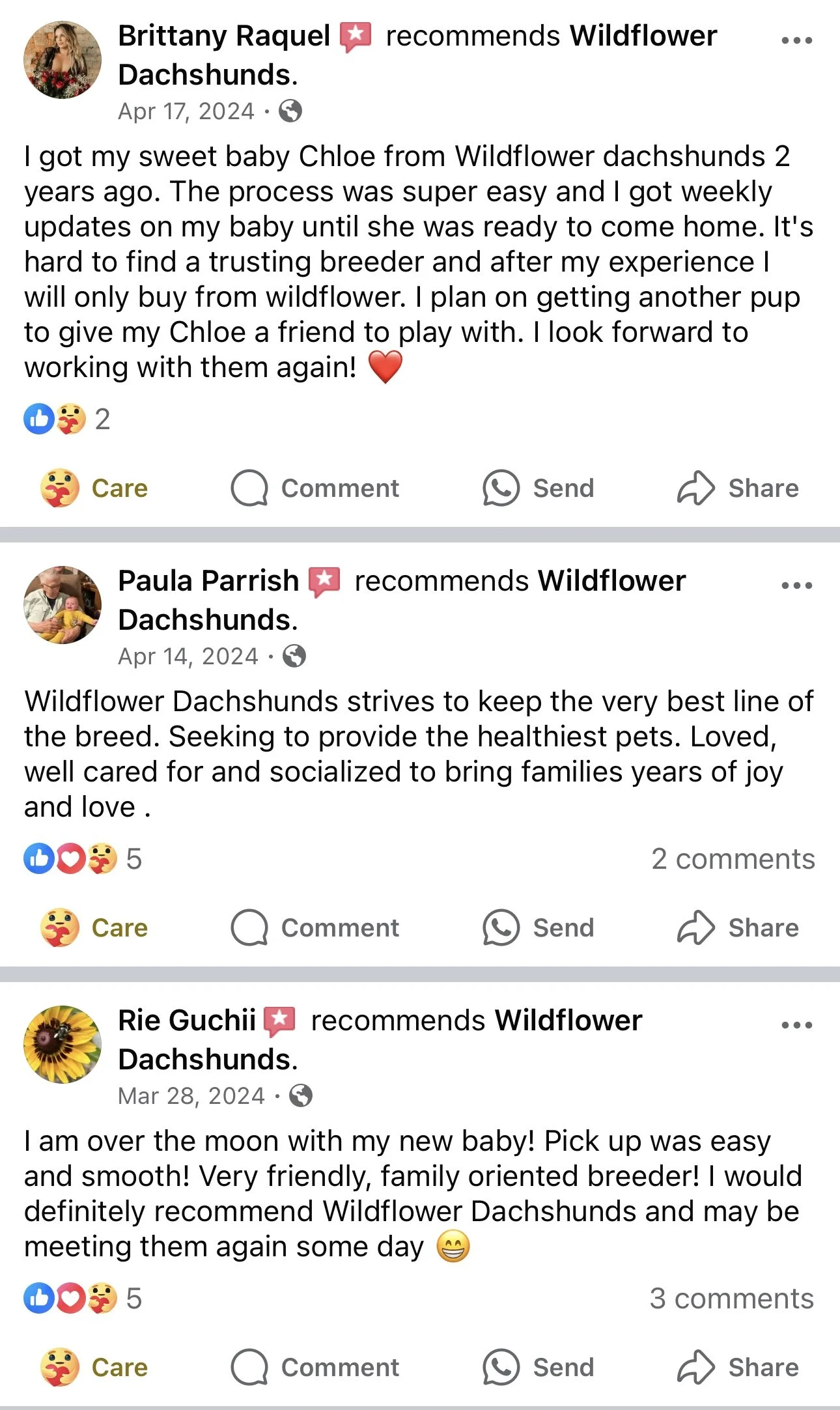 Screenshots of three Facebook reviews for Wildflower Dachshunds, a breeder of Dachshunds. The reviews praise the breeder's process, health, socialization, and ease of pickup.