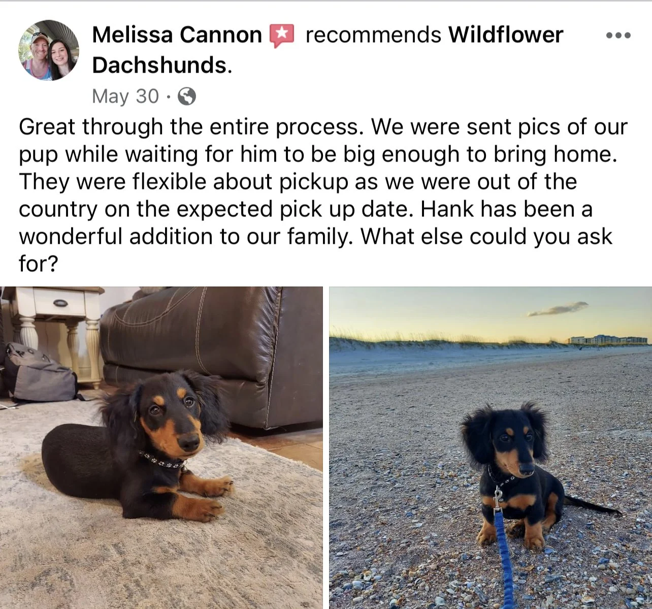 Two photos of a Dachshund puppy, one indoor and one outdoor. The indoor photo shows the puppy lying on a rug near a leather couch, with furniture and a bag in the background. The outdoor photo shows the puppy sitting on a beach with mountains and bui