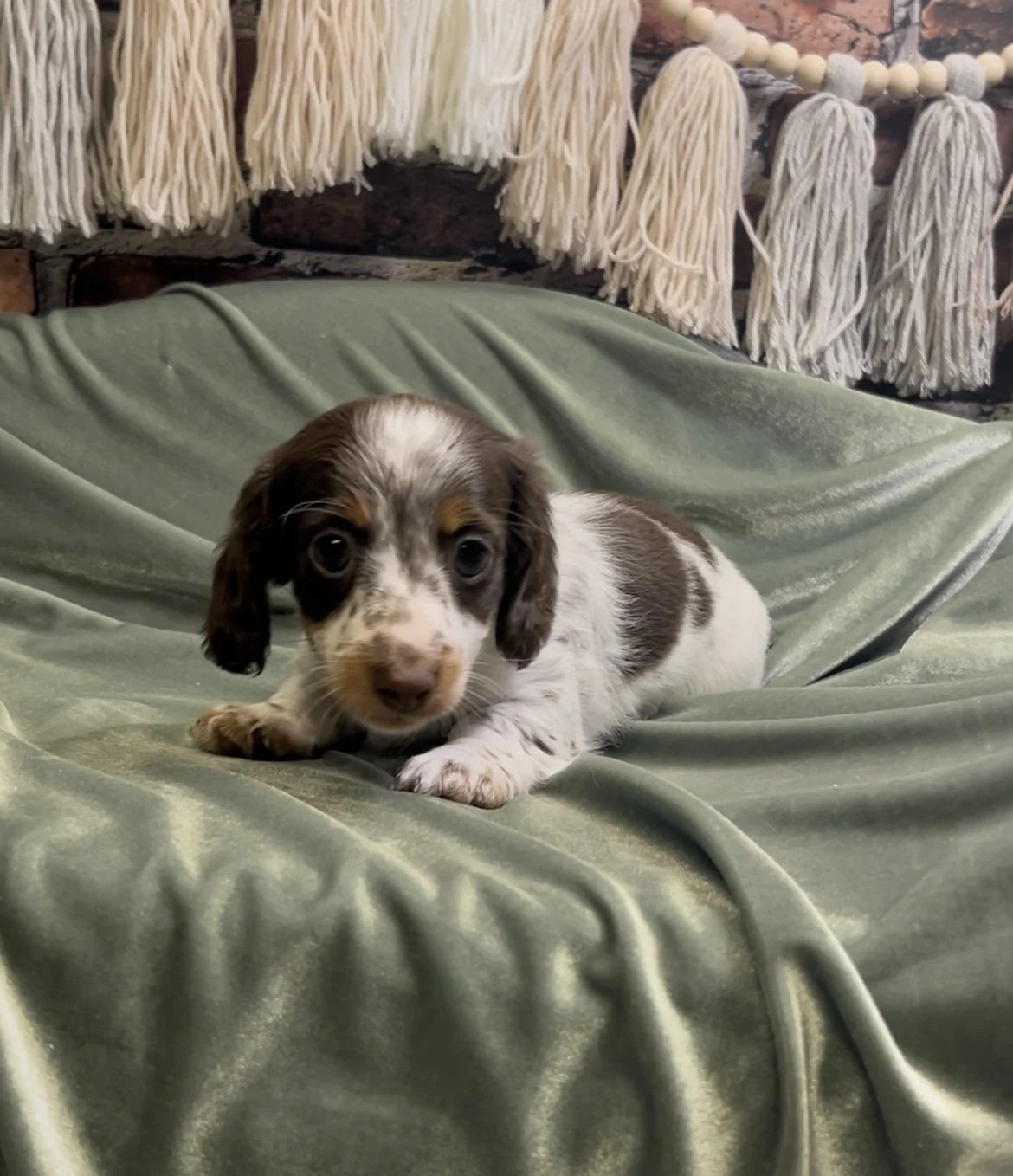 Longhair chocolate and tan piebald male miniature dachshund puppy