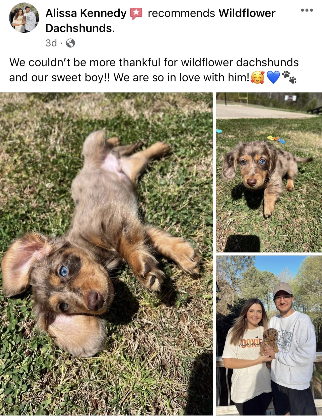 Three photos of a dappled dachshund puppy outdoors. The first shows the puppy lying on its back with blue eyes, on grass. The second shows the puppy walking toward the camera with a curious expression. The third is a selfie of a woman and man holding
