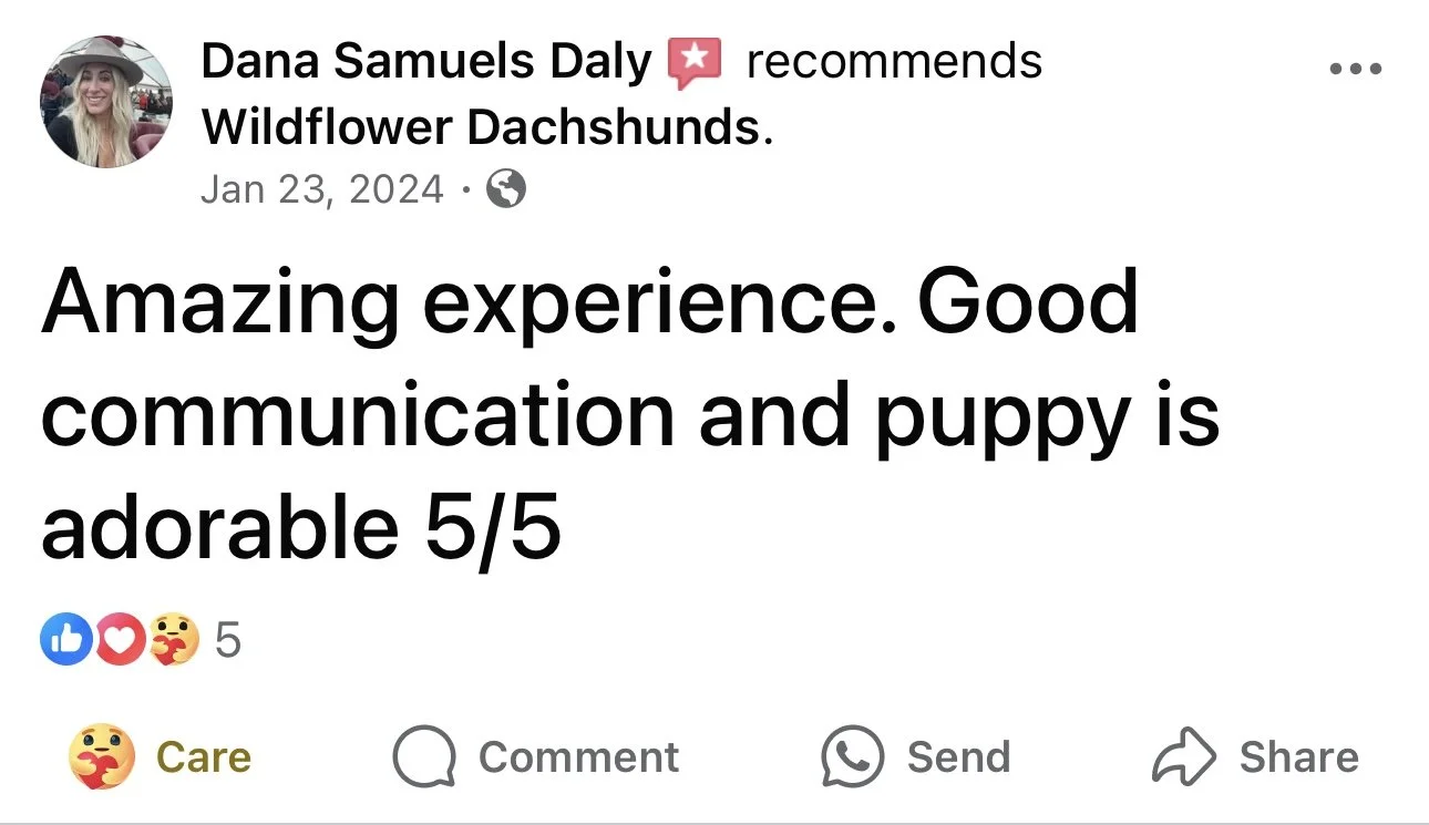 A screenshot of a Facebook review recommending Wildflower Dachshunds, posted by Dana Samuels Daly. The review praises the experience, communication, and adorable puppy.