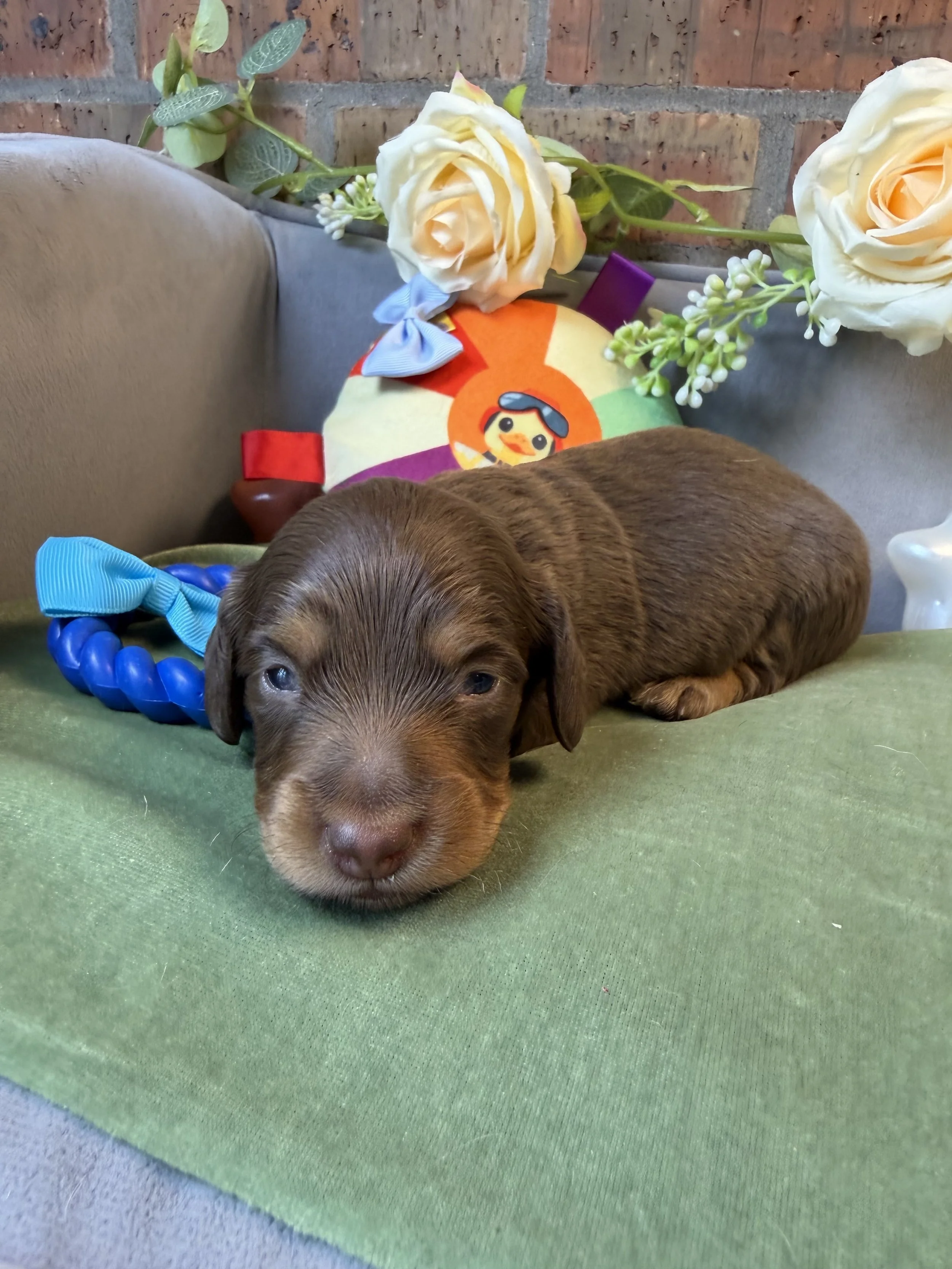 Longhair chocolate and tan male miniature dachshund puppy