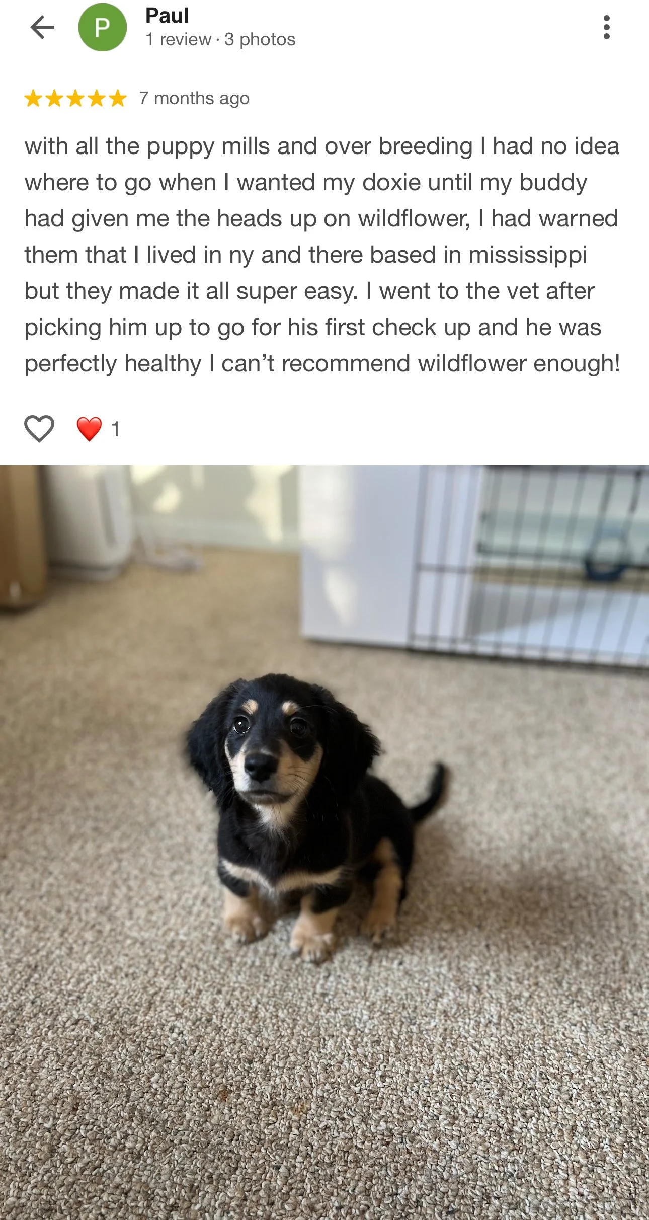 A small black and tan puppy sitting on a beige carpet with a metal crate and white furniture in the background.