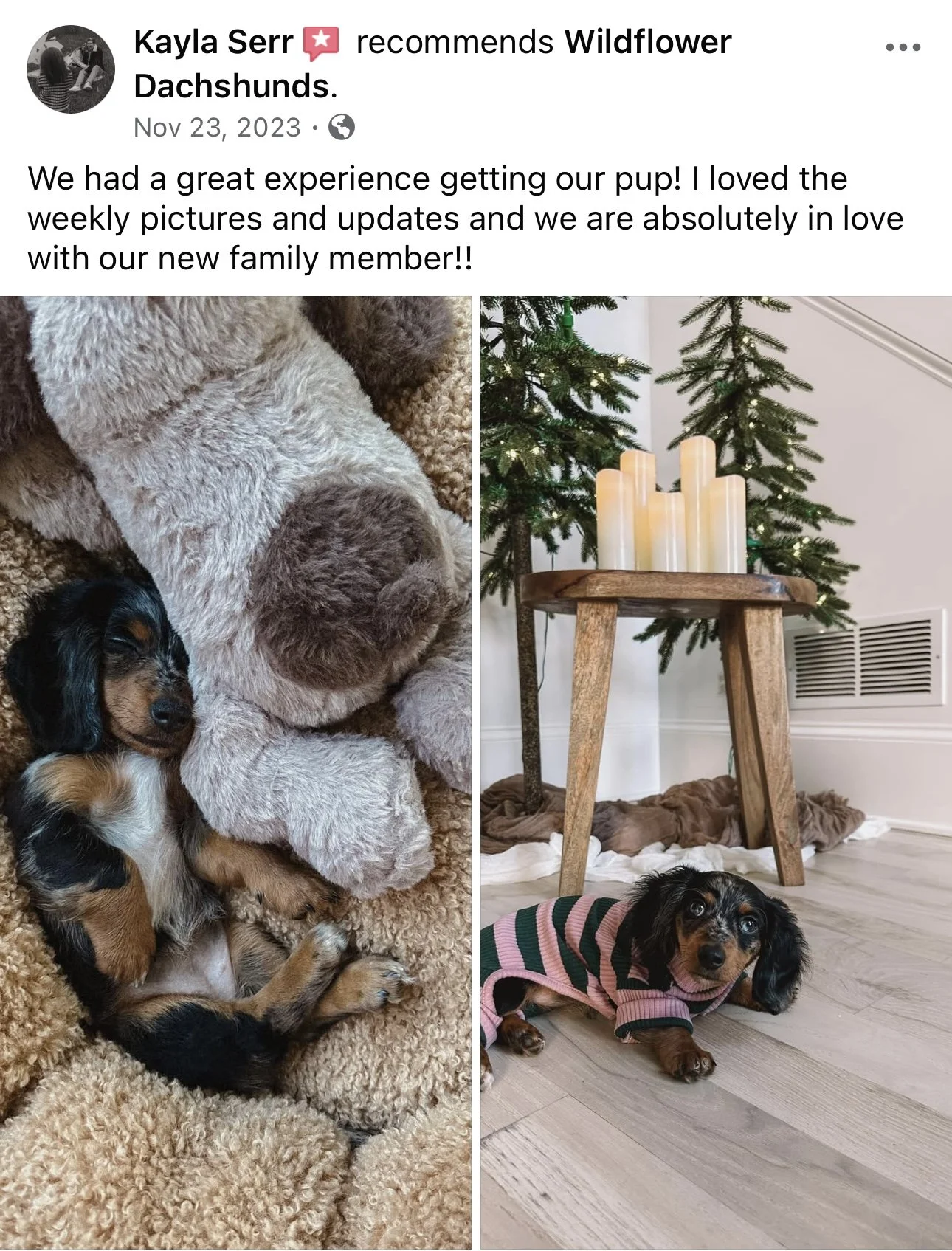 Two photos of a small black and tan Dachshund puppy, one sleeping on a fuzzy blanket with a stuffed animal, and the other lying on a wooden floor wearing a striped sweater, with Christmas trees and candles in the background.