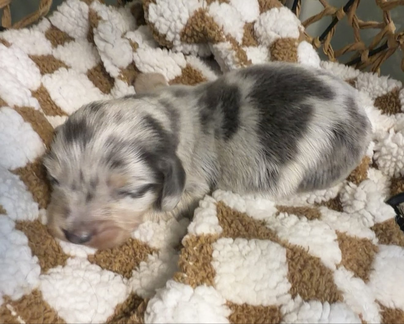 Longhair blue and cream dapple miniature dachshund puppy, bred by Wildflower Dachshunds in Water Valley, Mississippi