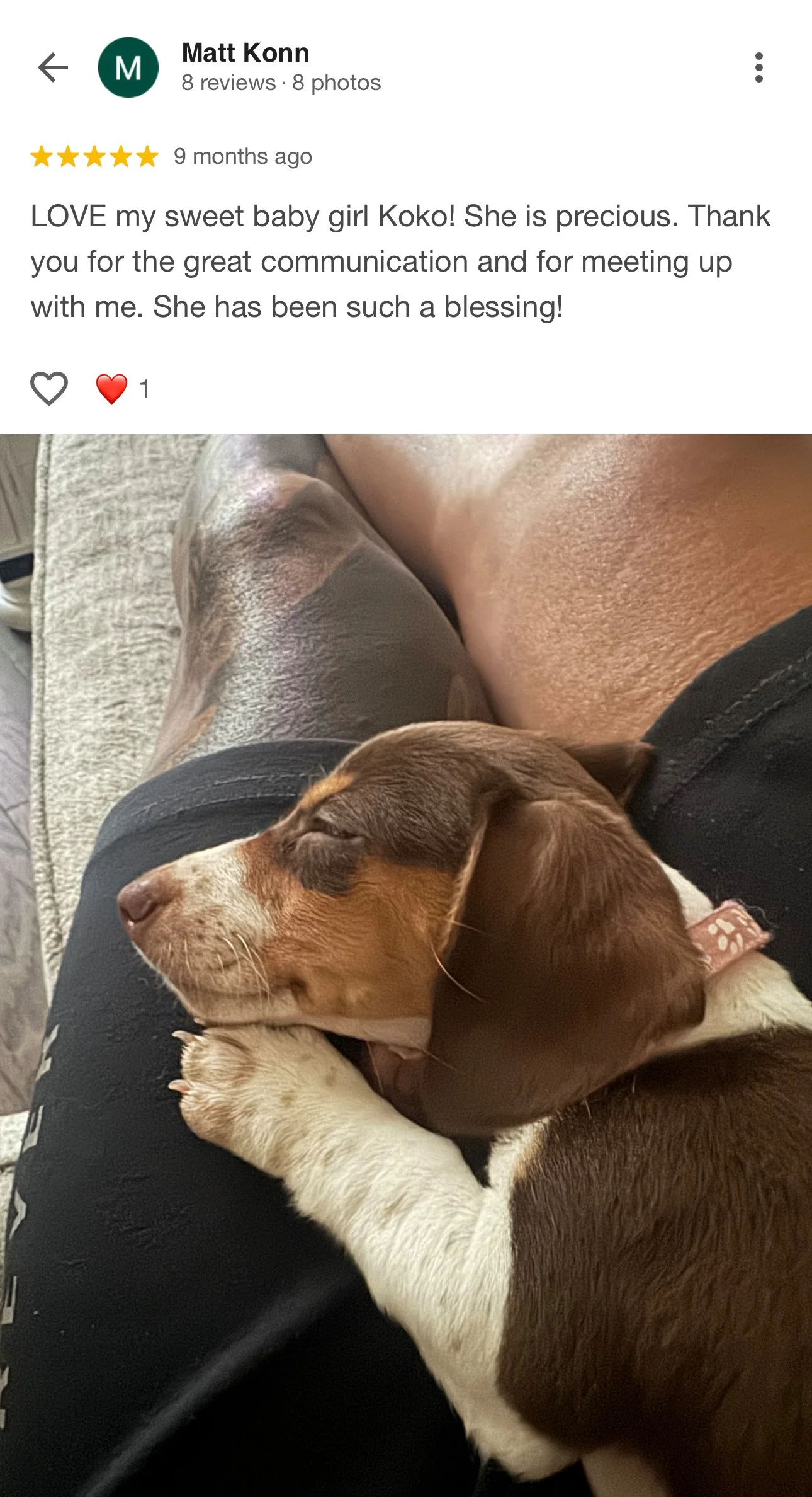 A sleeping brown and white puppy resting on a person's lap.