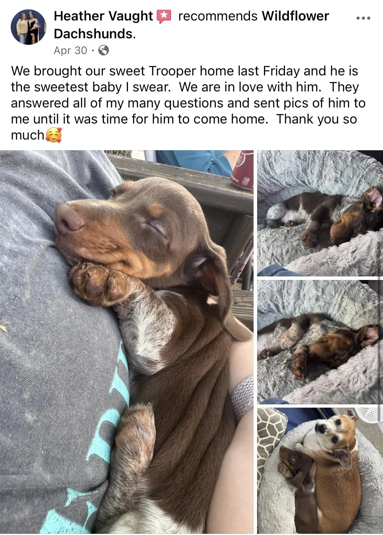A collage of photos showing a puppy and a kitten, both sleeping curled up together on a person's lap and a pet bed. The puppy is a brown and tan breed, and the kitten has gray and white fur. The collage emphasizes the animals' comfort and close compa