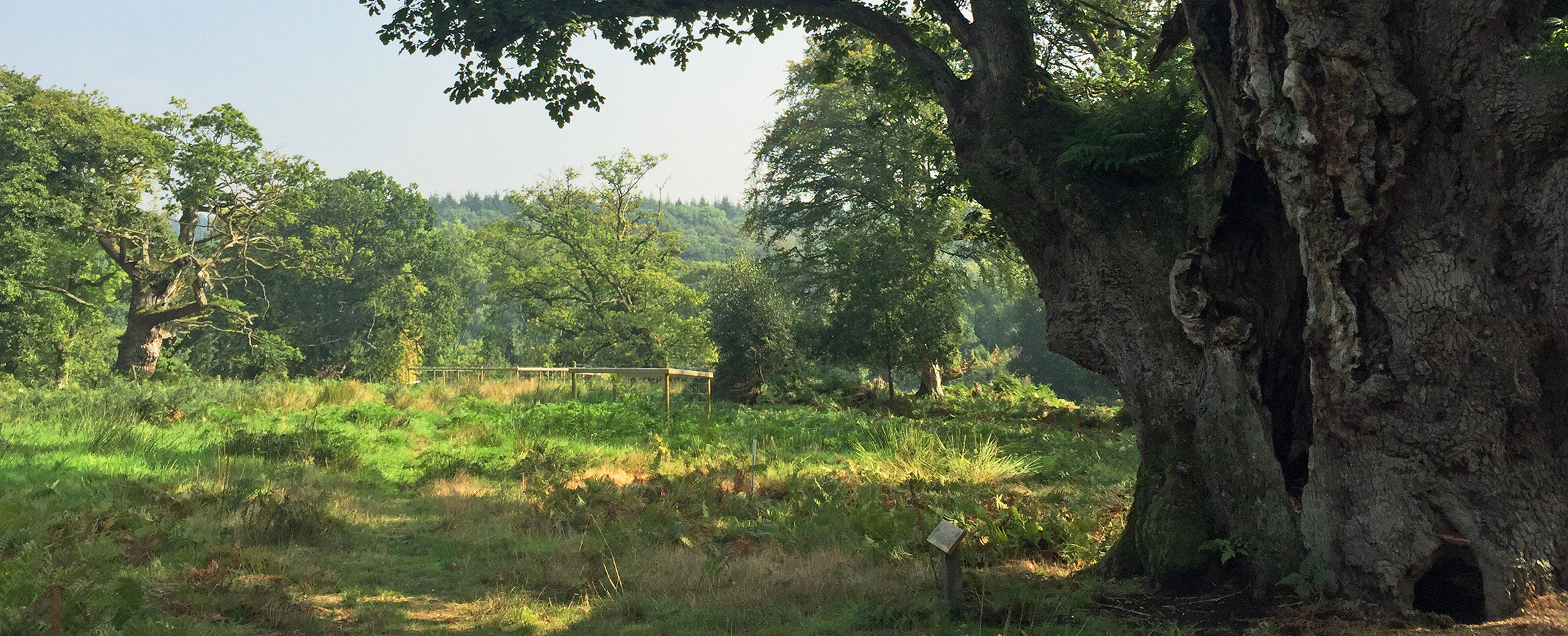Bat monitoring and habitat management for the National Trust