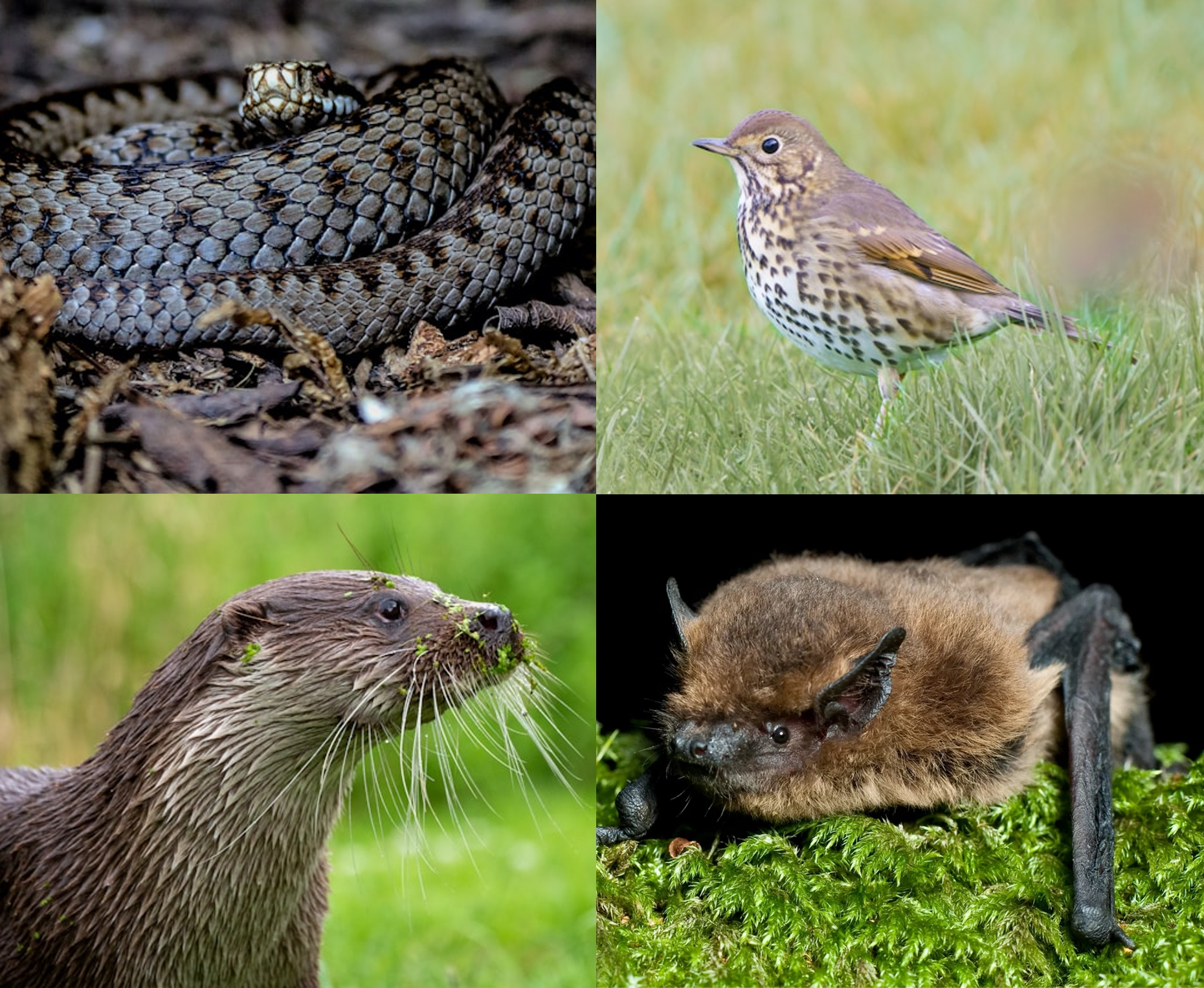 Habitat suitability modelling for 20 wildlife species for the Wendling Beck Environment Project