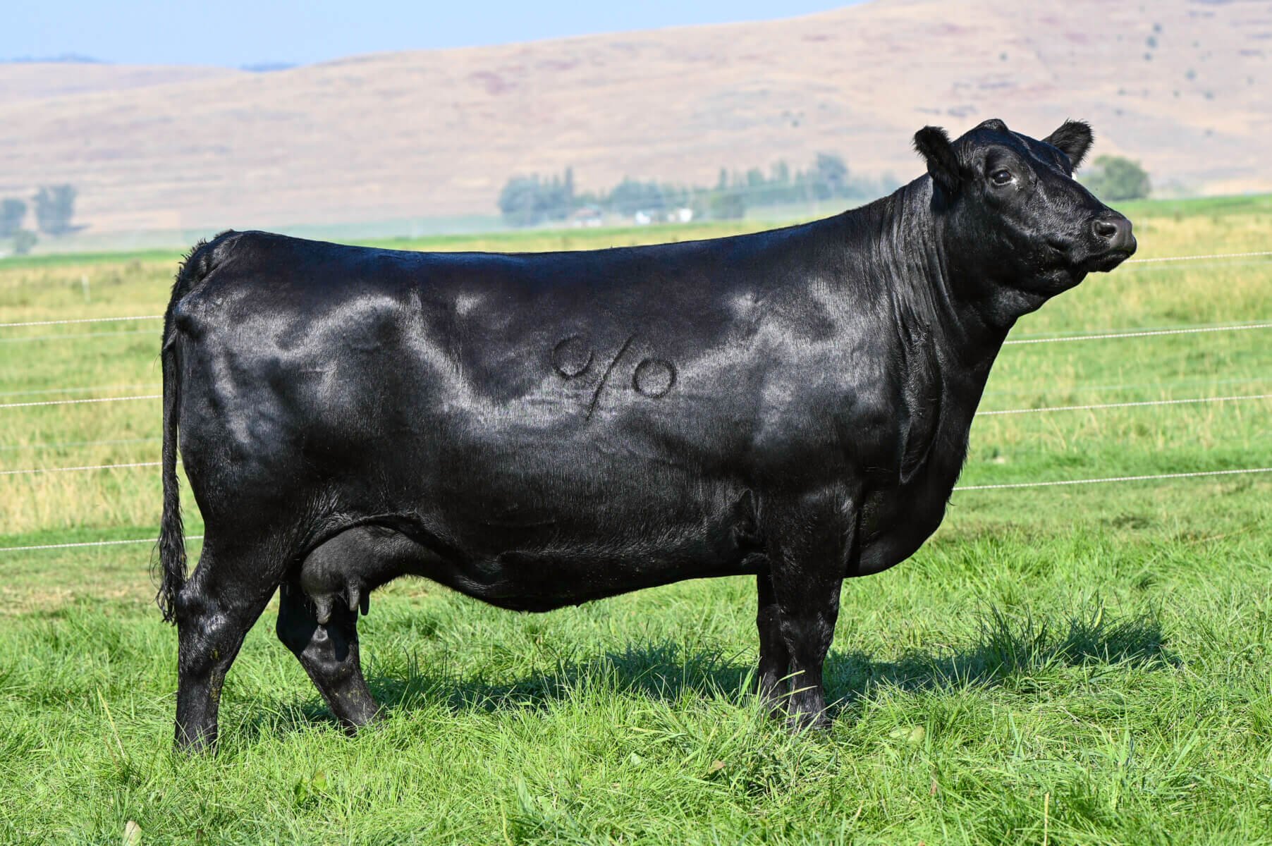 Coleman Chloe 975 x Coleman Below Zero heifers due 9/2/2025