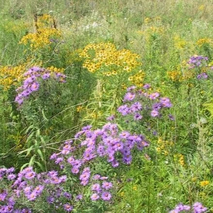 prairie1.jpg