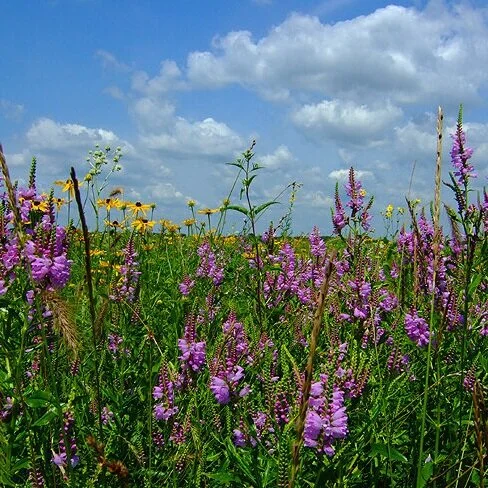 prairie3.jpg