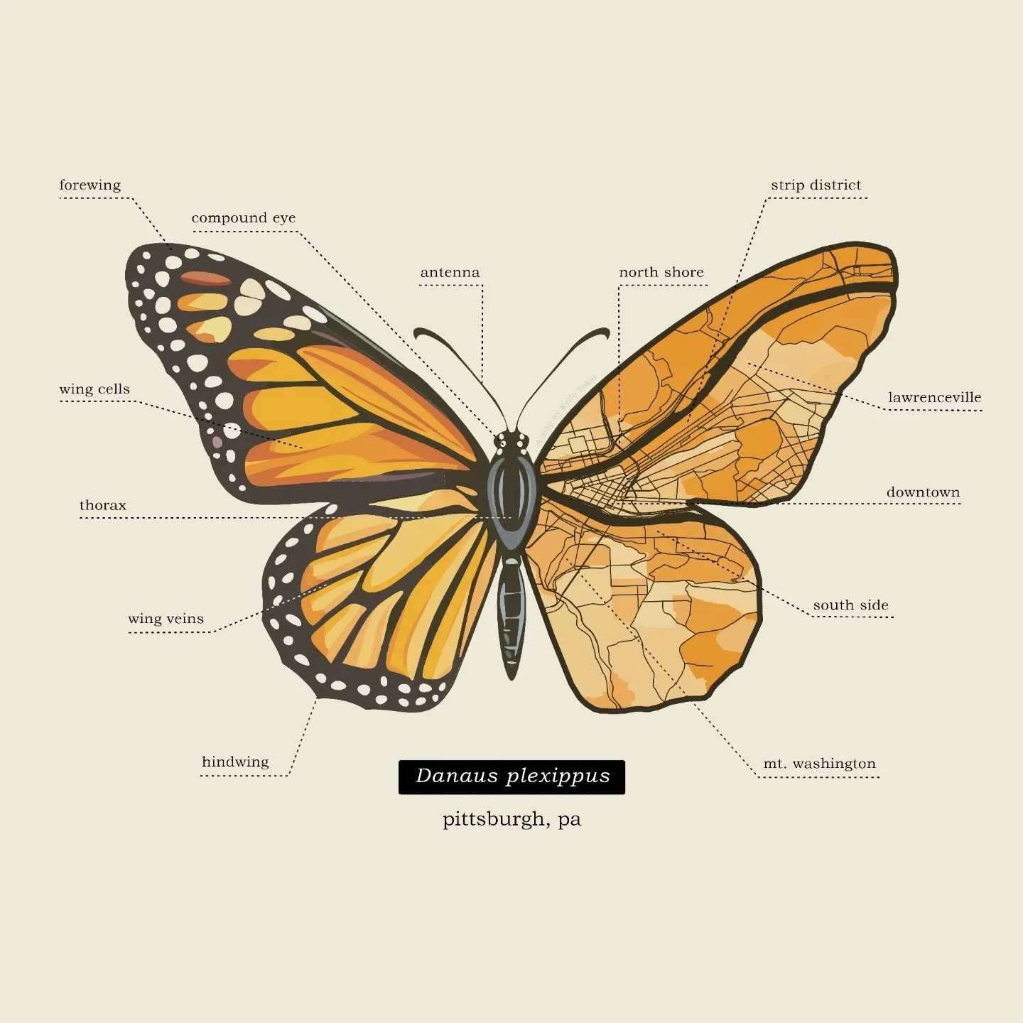 I love finding patterns in nature 🧡 

This map highlights the anatomy of the iconic monarch butterfly, mirrored by the river landscape of Pittsburgh. Of course I couldn't fit all 90+ neighborhoods in this one, but I enjoyed labeling a select few in 