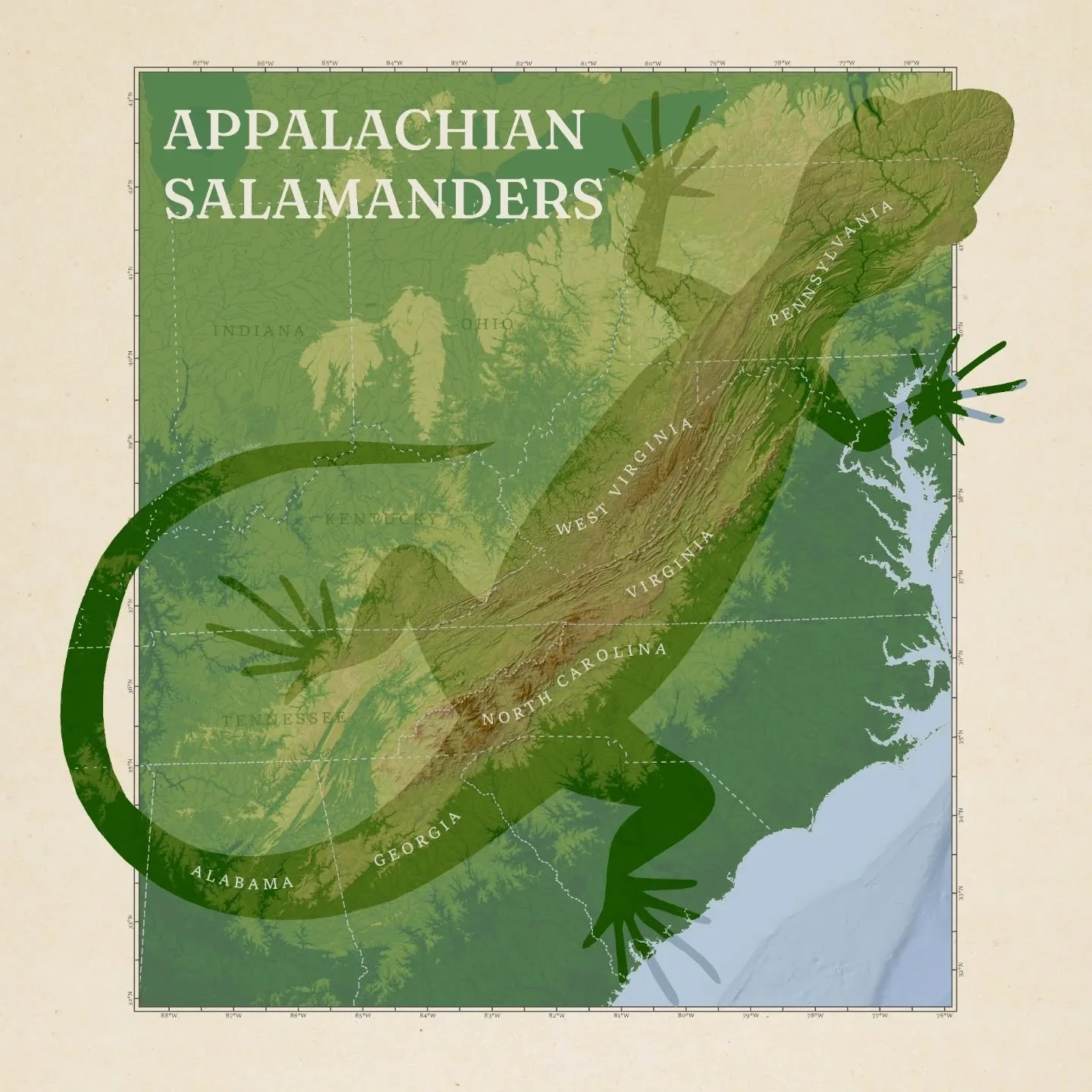 All that manual map frame drawing was worth it to make it look like this guy is slithering right off the page! 🦎 

Loved testing out some new techniques with this one.  Print version will be poster-sized, with some fun facts and photos in the captio