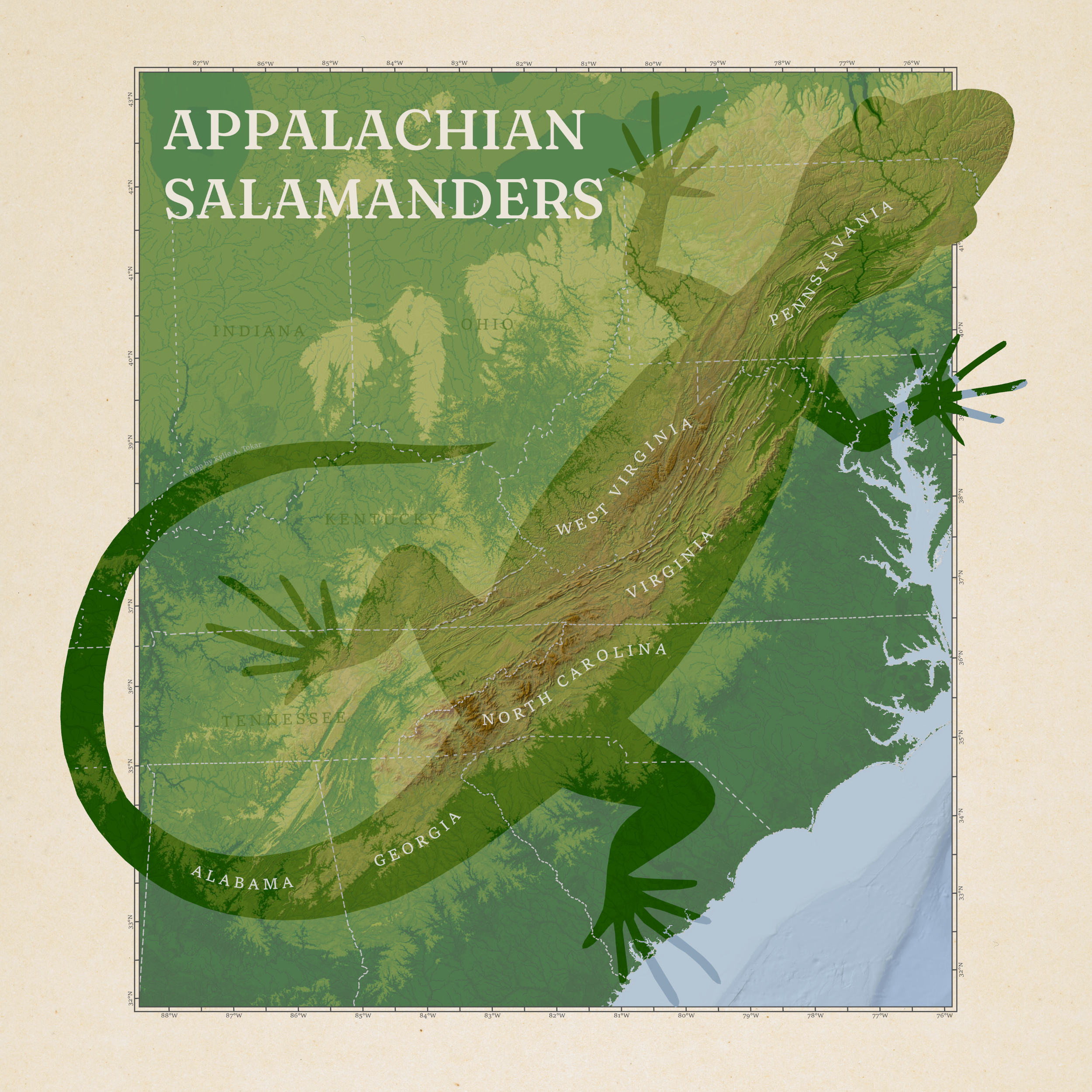 Prints (Salamanders) - 12x18