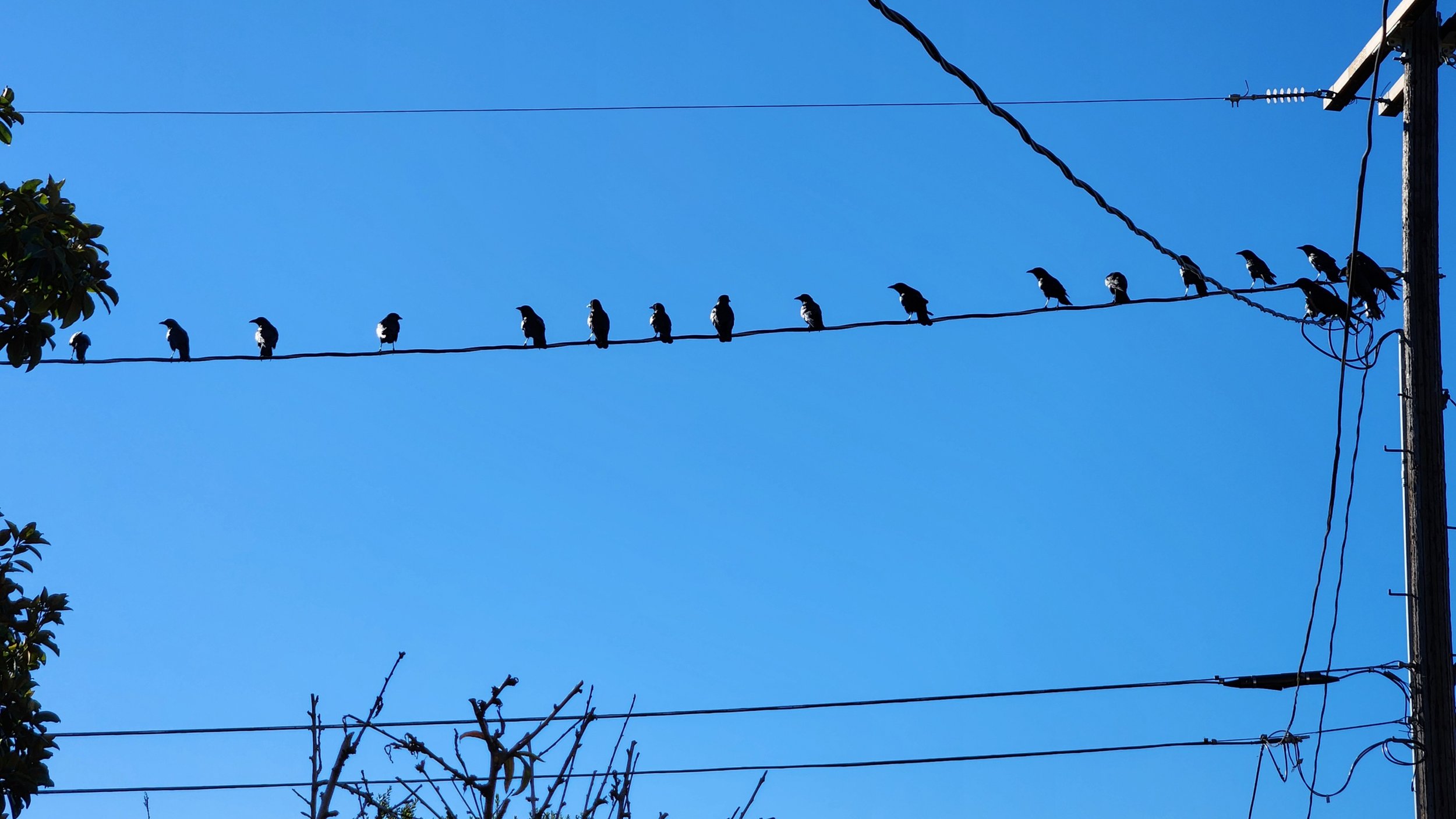 A small murder of crows prepares to defend their yard from interlopers.